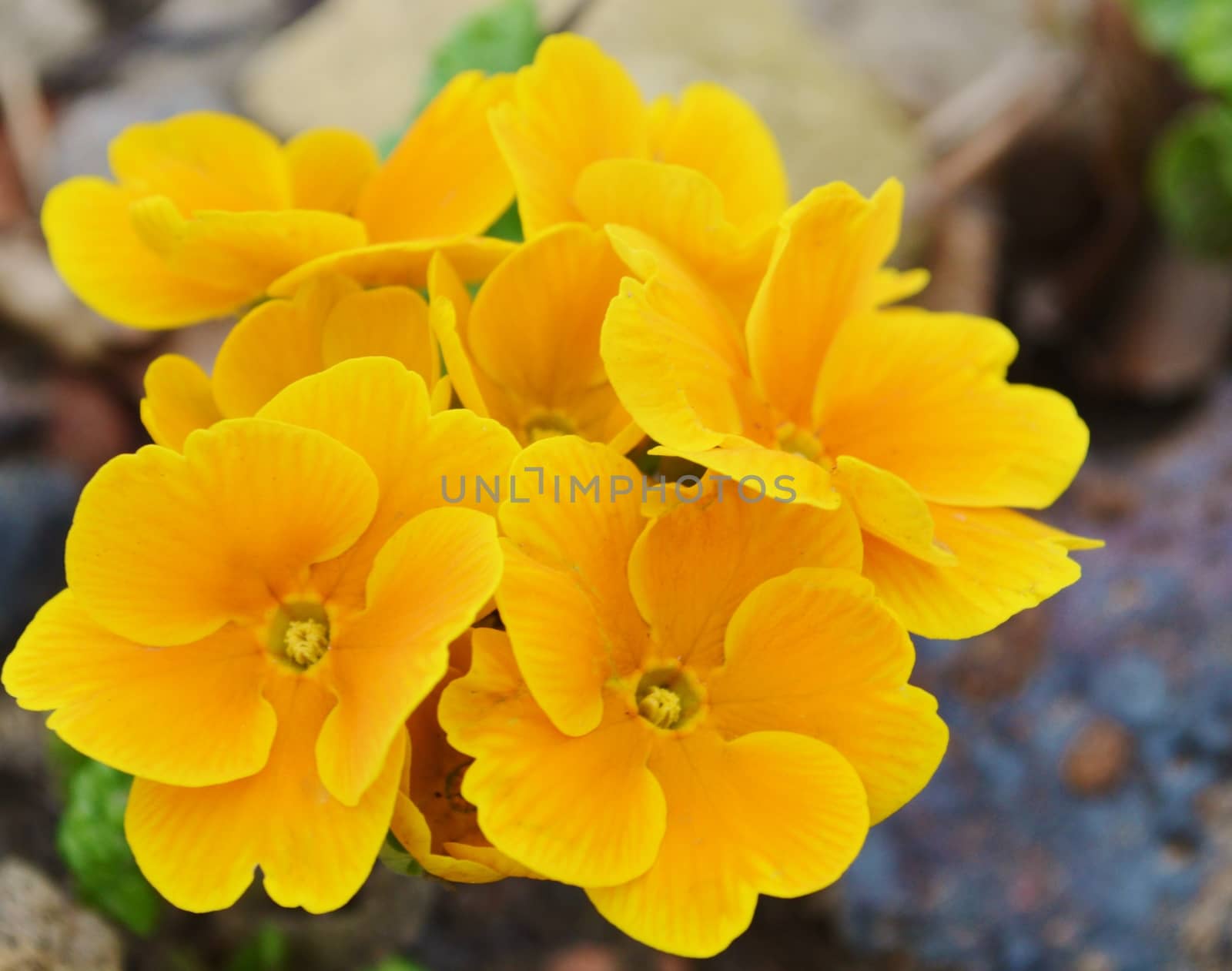 Colourful yellow Primula flowers.