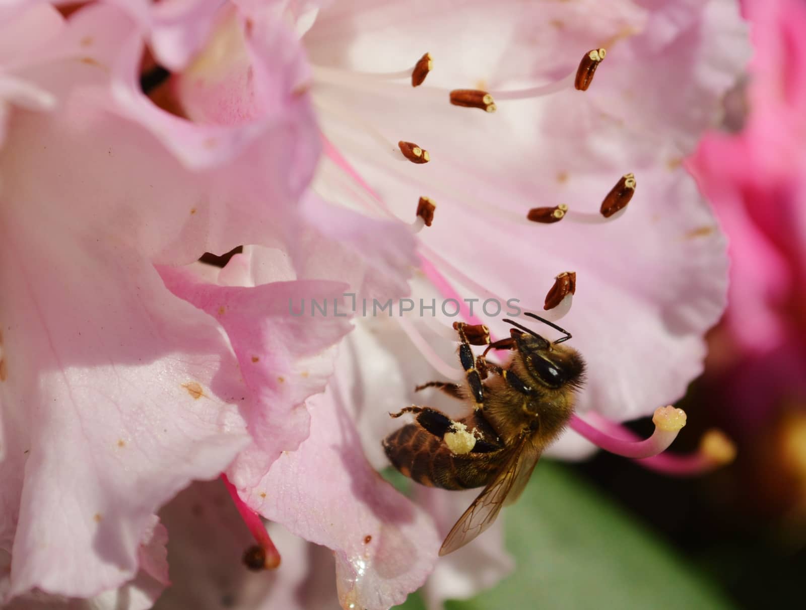 Bee on a Rhododendron flower. by paulst