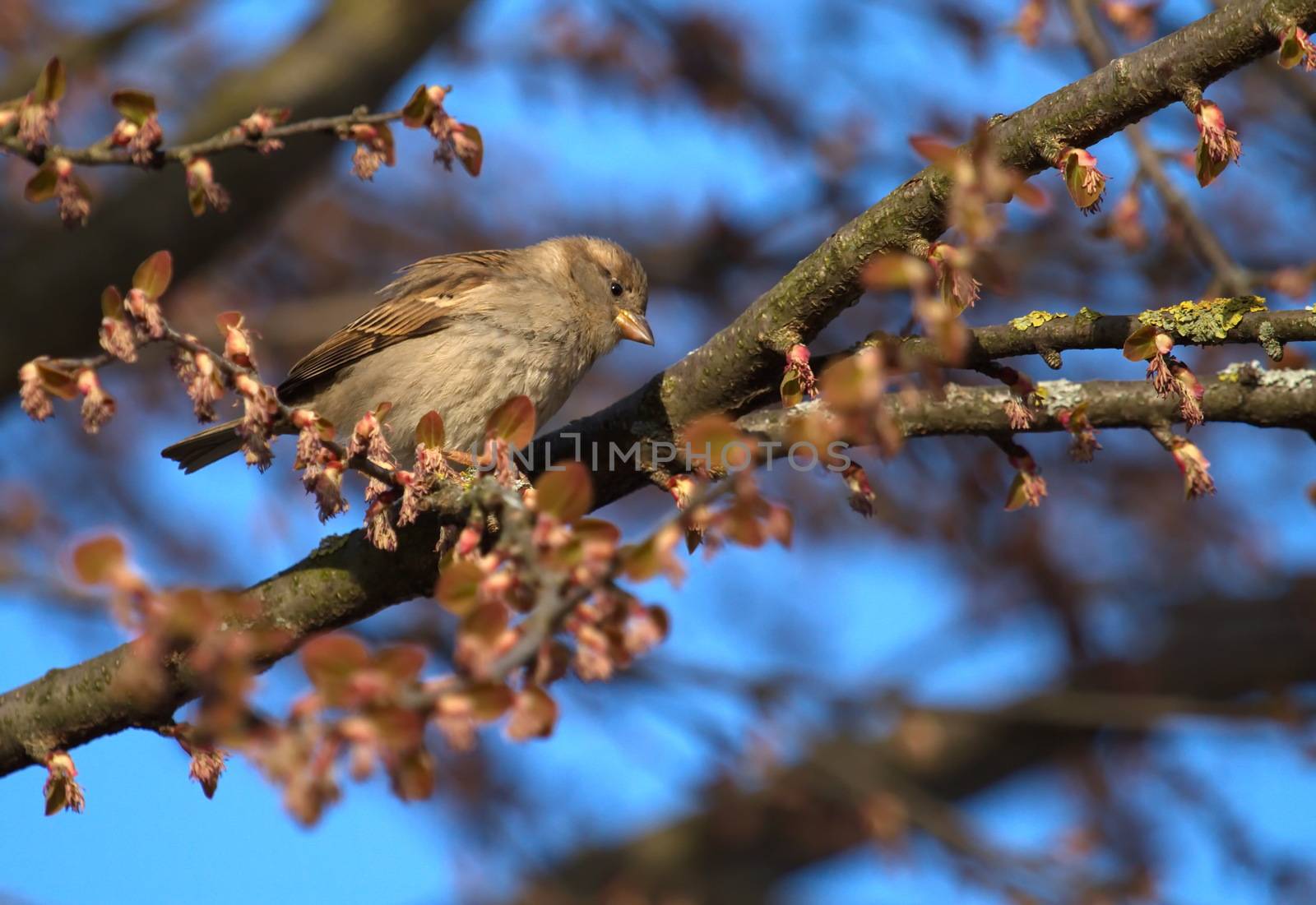 Single female sparrow on a branch by beautiful day