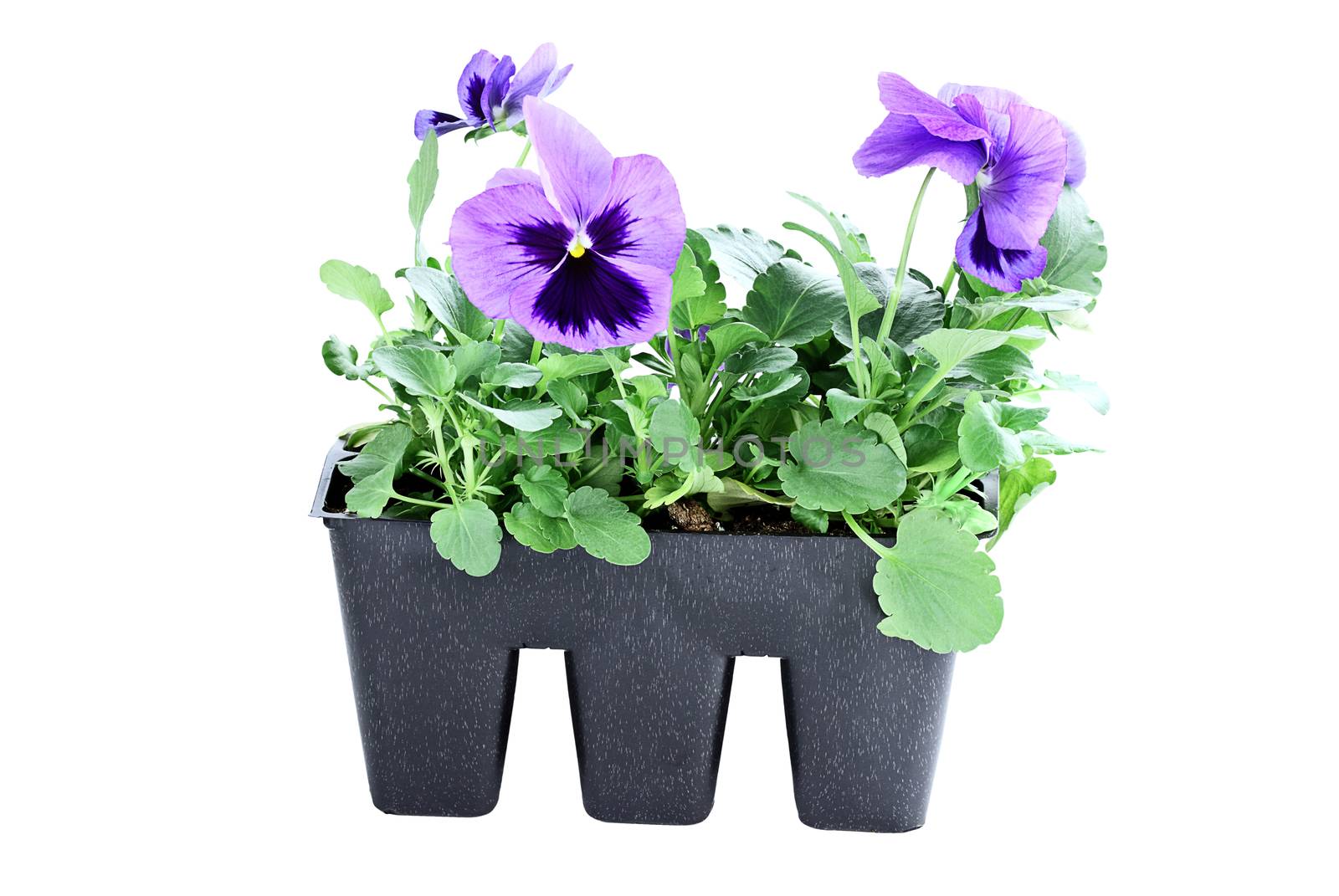 Purple potted Pansies isolated over a white background with clipping path.