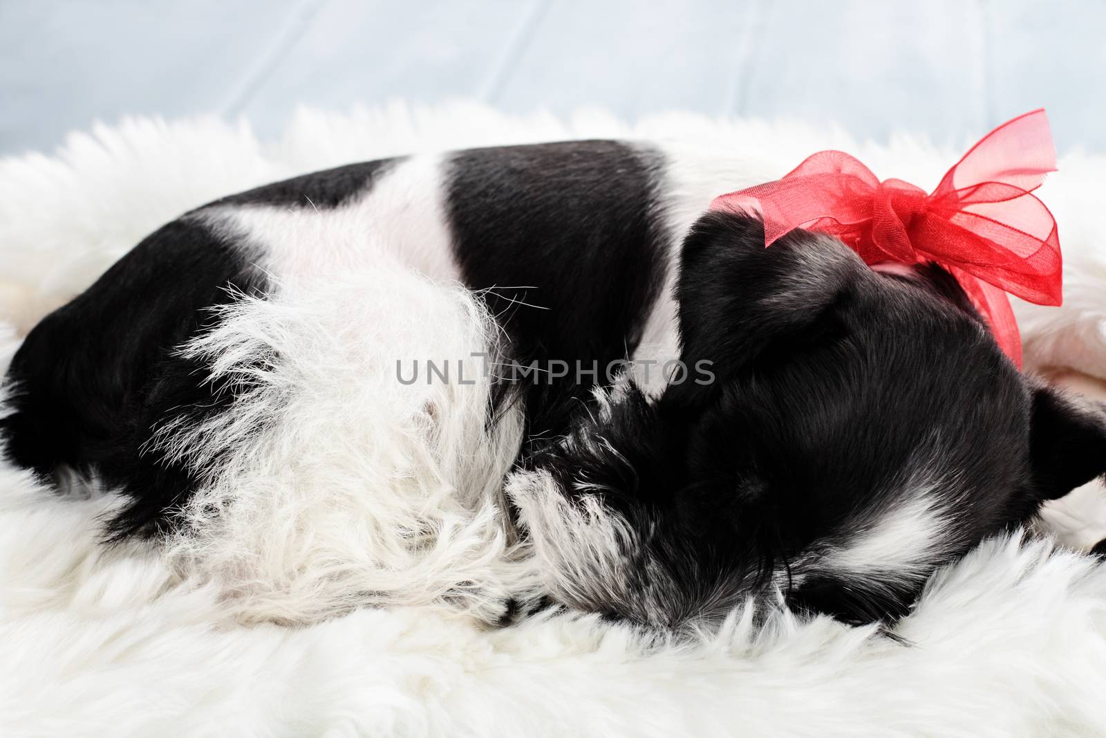 Nine week old parti-colored Mini Schnauzer sleeping on a white fur rug. Extreme shallow depth of field with selective focus on puppies face.