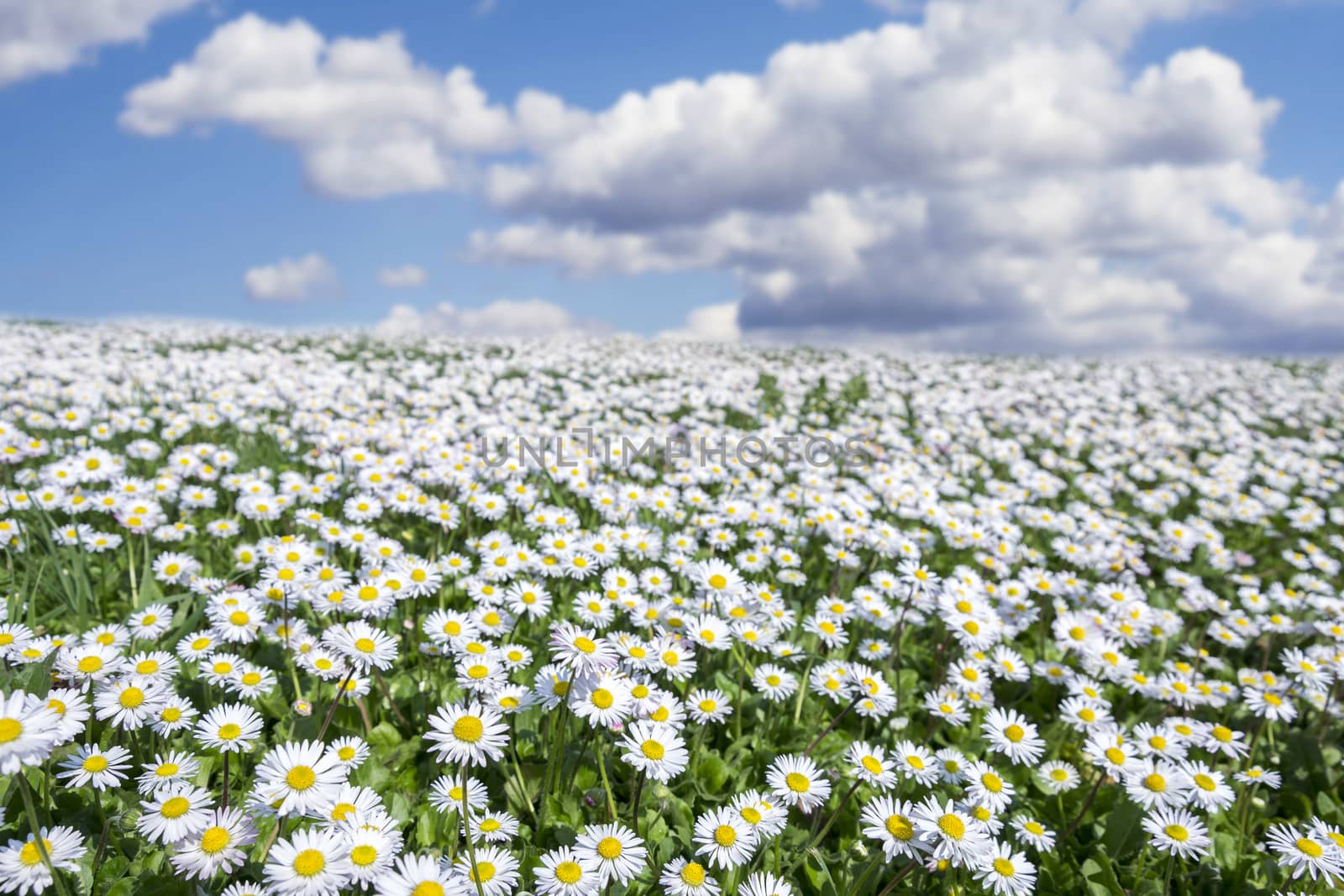 field of daisies with partially cloudy sky