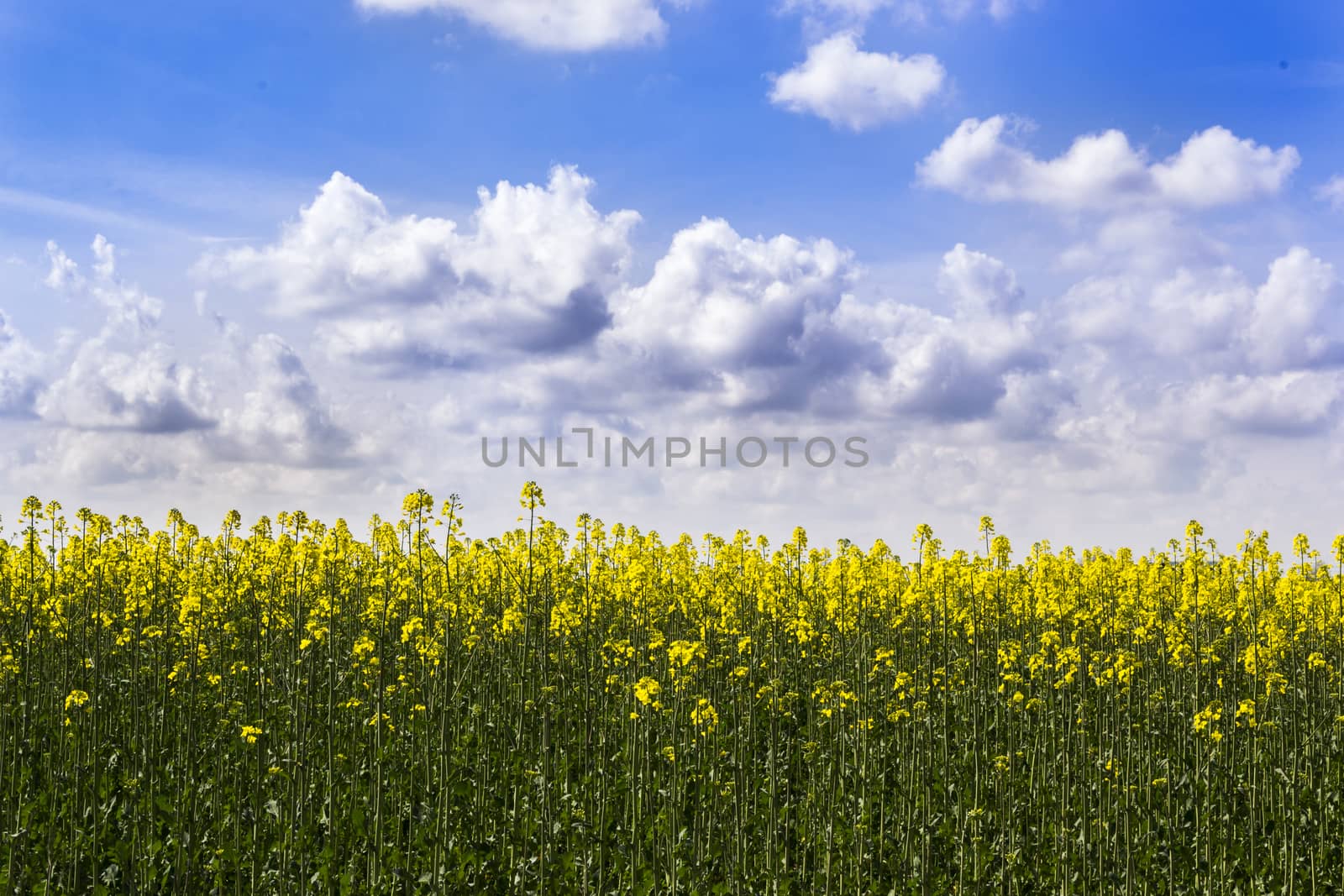 field of rapeseed by enrico.lapponi