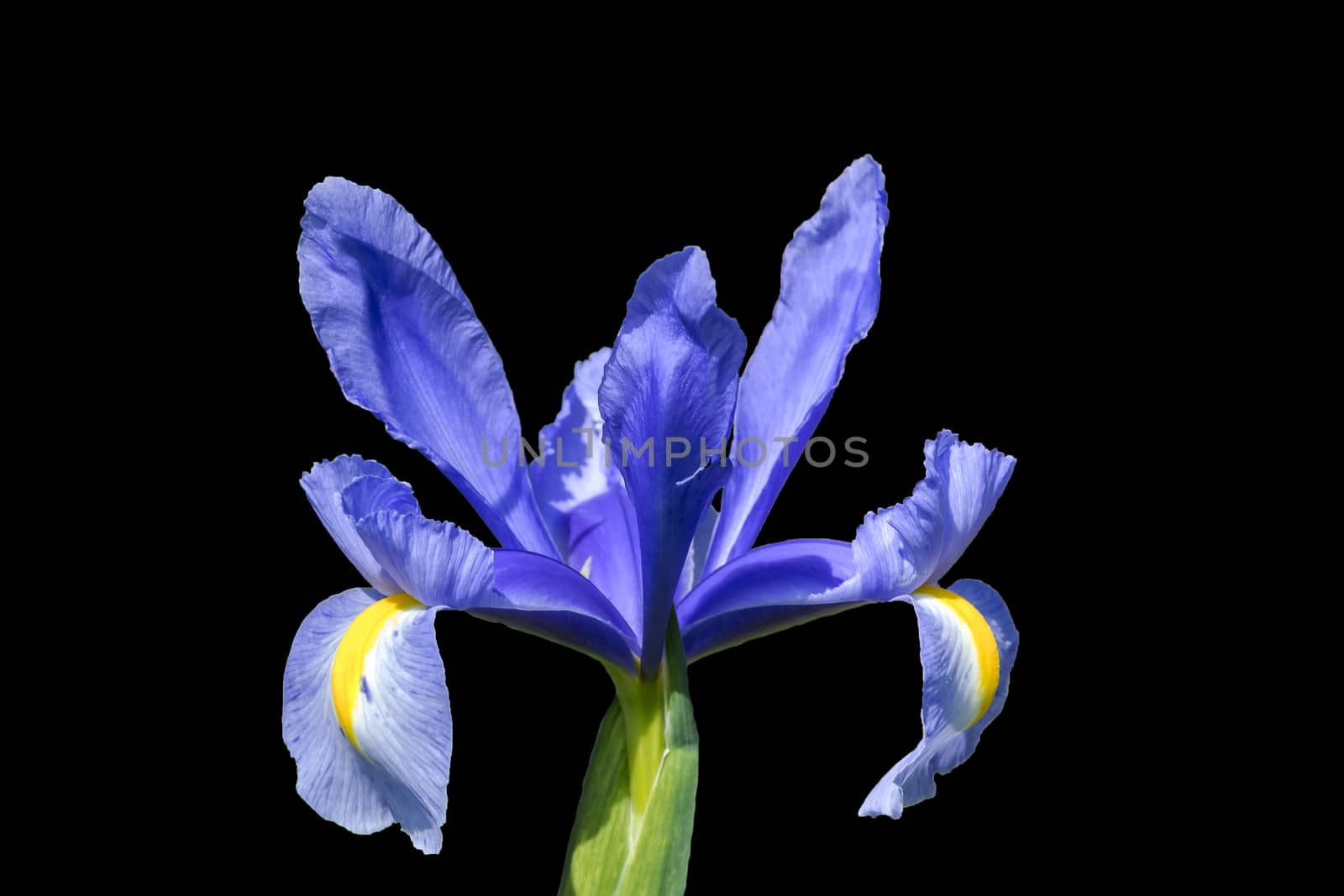 Blue flower on a black background