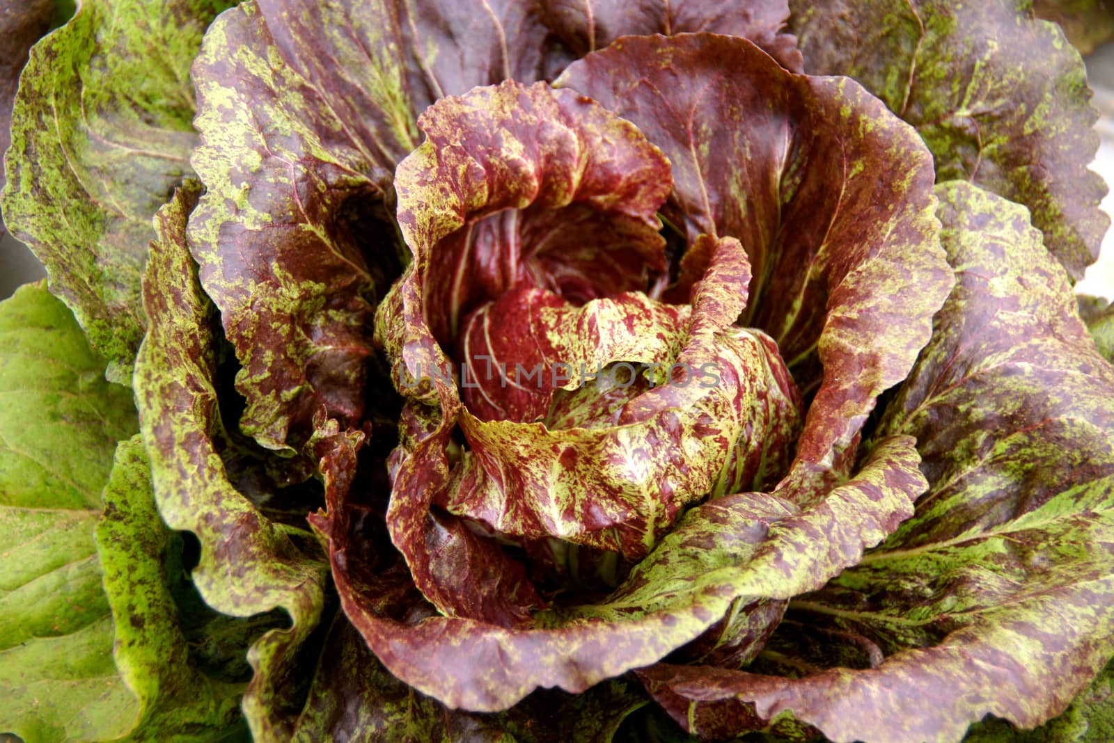 color of hydrophonics vegetable at Aung Khang,Chiangmai,Thailand