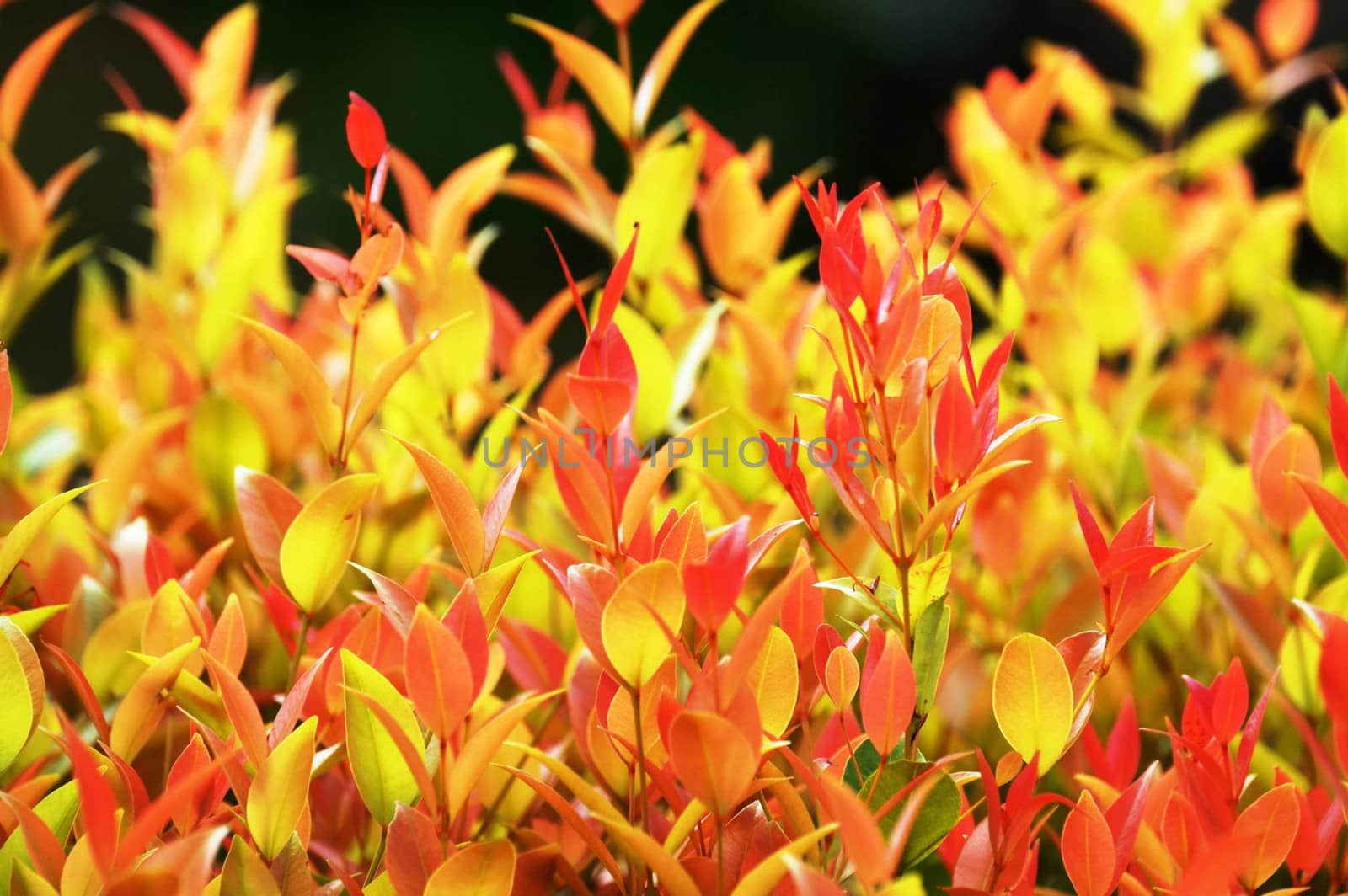 vivid colour
 of new branches tree