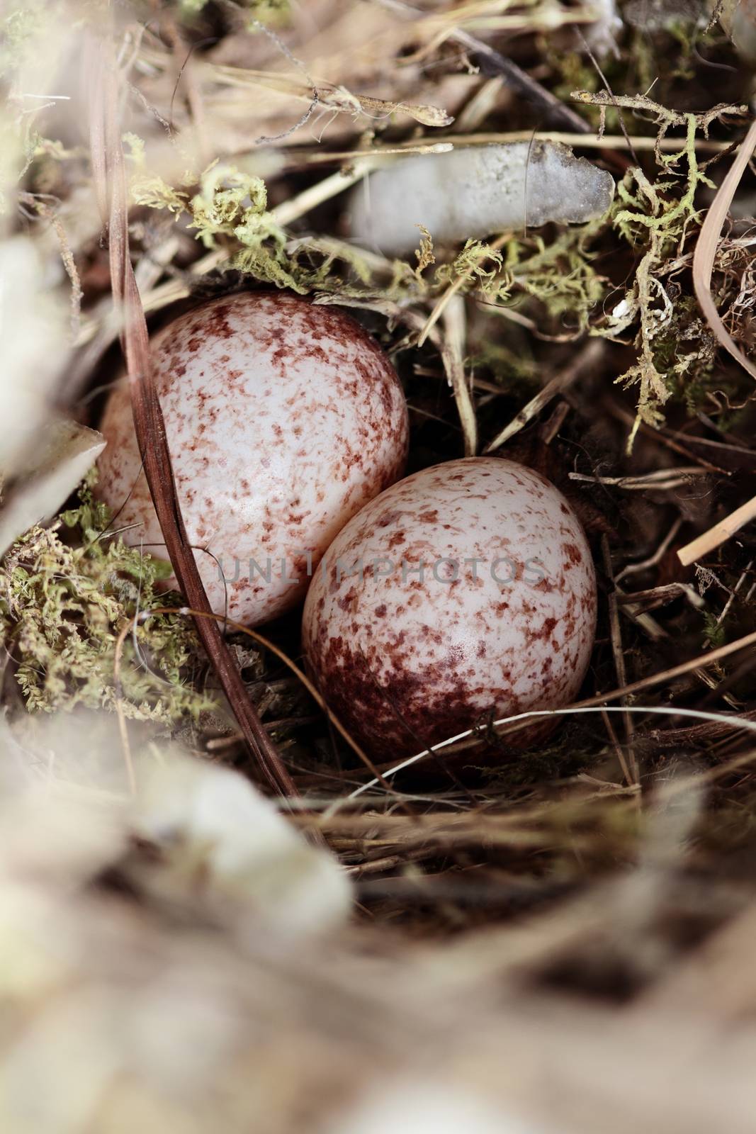 Wren's nest with eggs. Shallow depth of field.