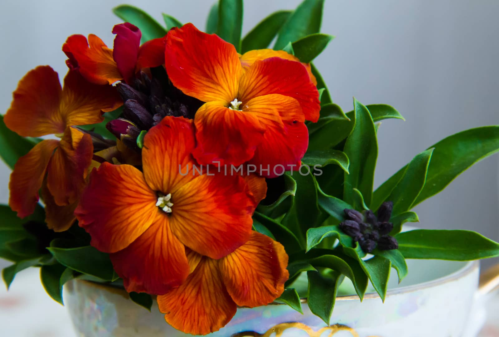 bouquet red small dog-violet on the table