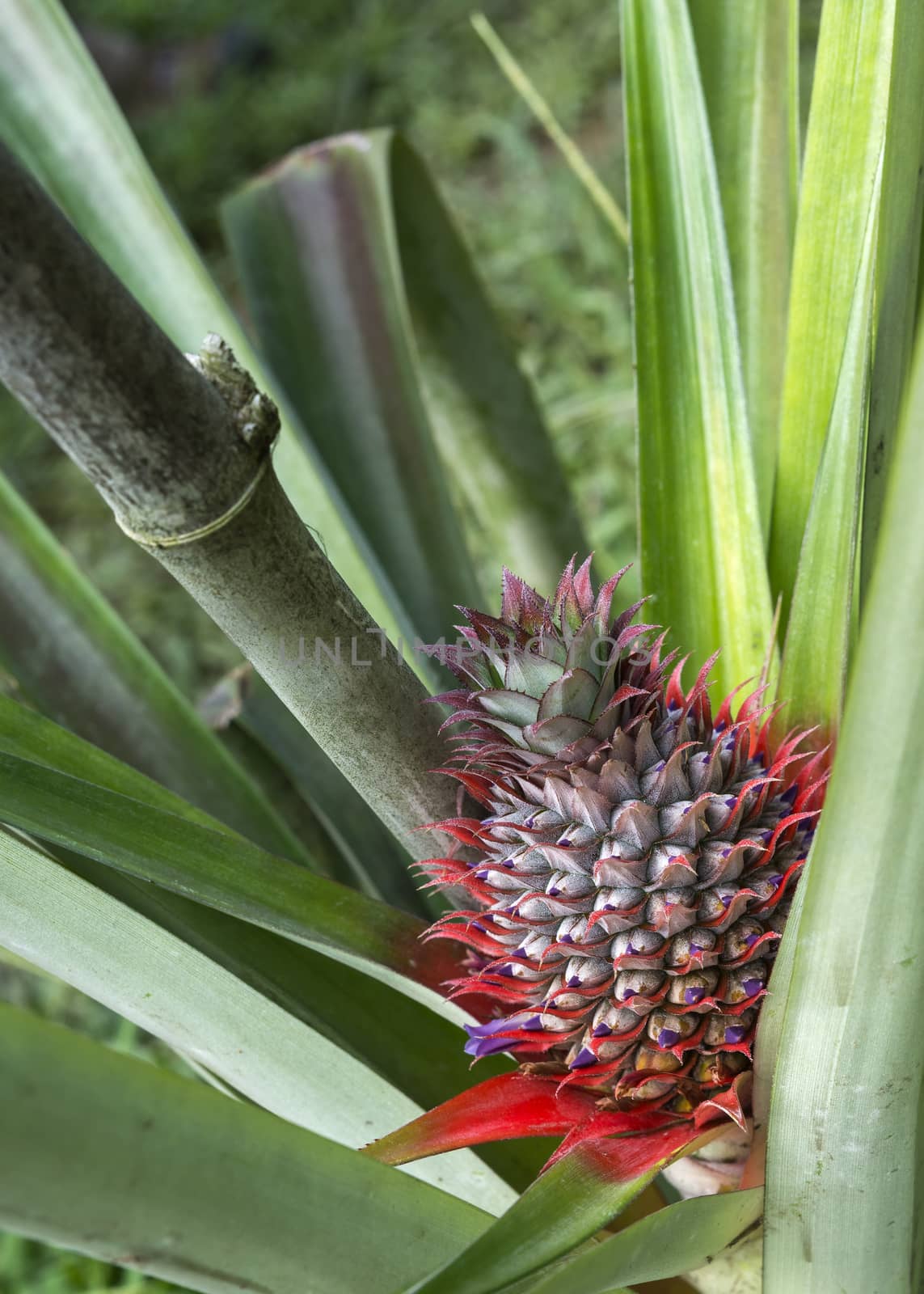 A flowering pineapple fruit on the plant. by Claudine