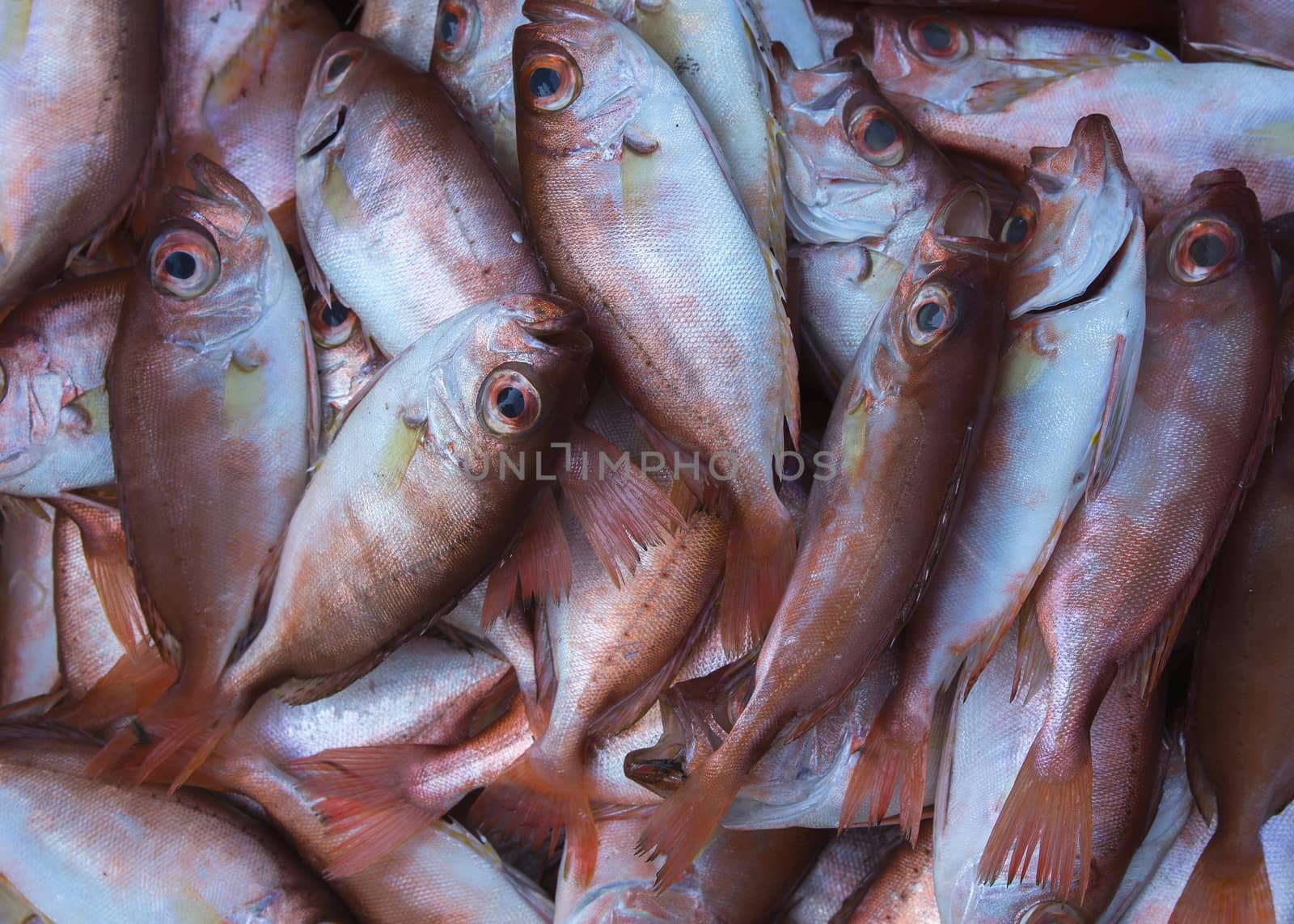 Vietnam Phan Thiet market - March 2012: Close up of copper-colored fish caught in the South China Sea.