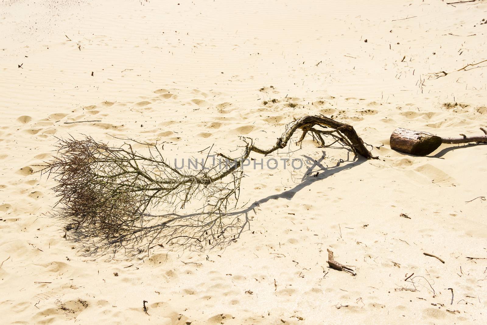 Sand landscape, National Park Zuid Kennemerland, The Netherlands by Tetyana