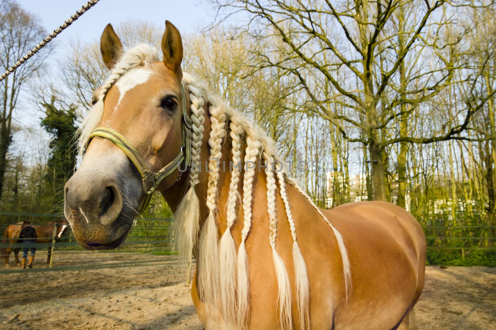 Horse with pigtails agains spring background