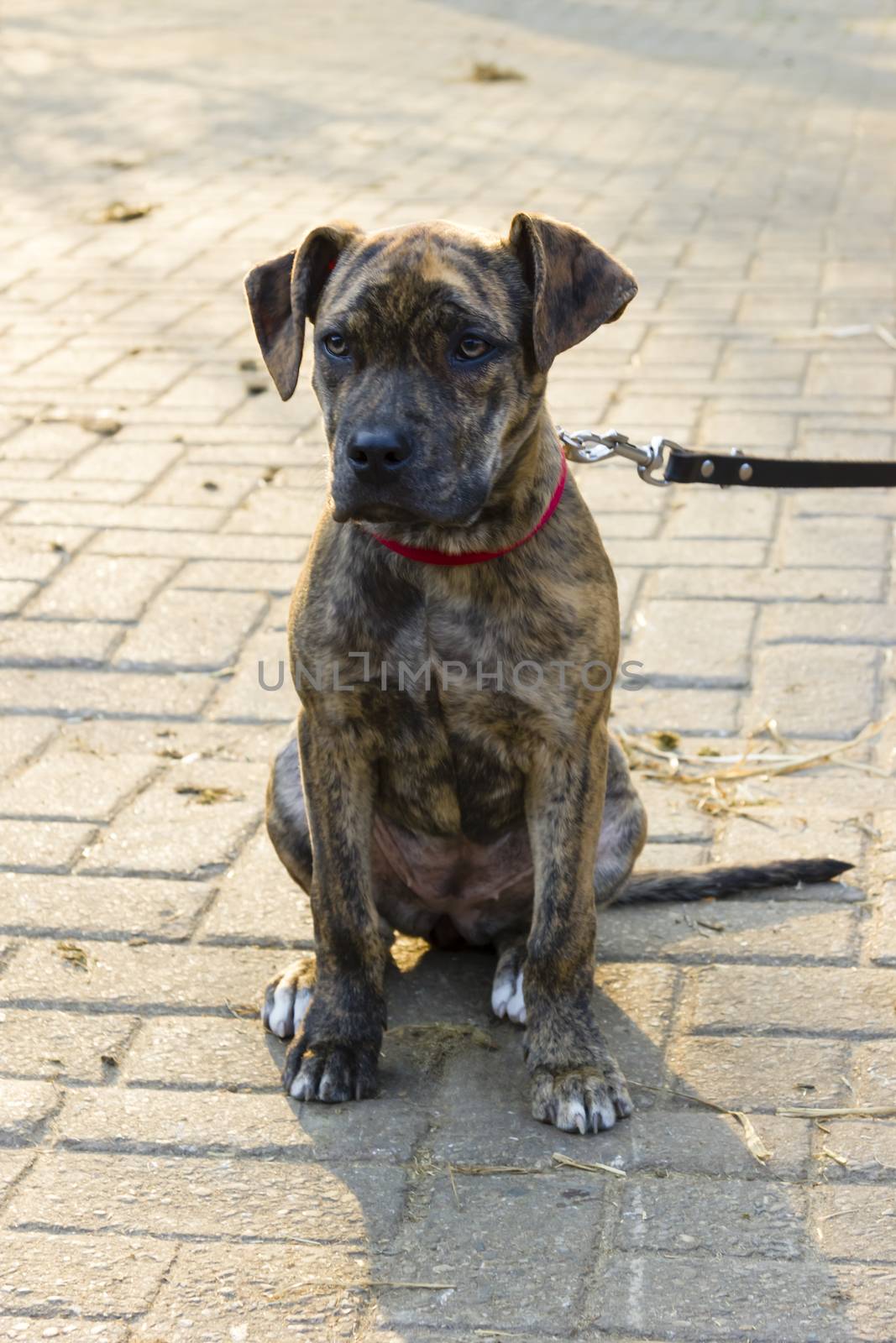 piebald short-haired catahoula bulldog puppy sitting by Tetyana