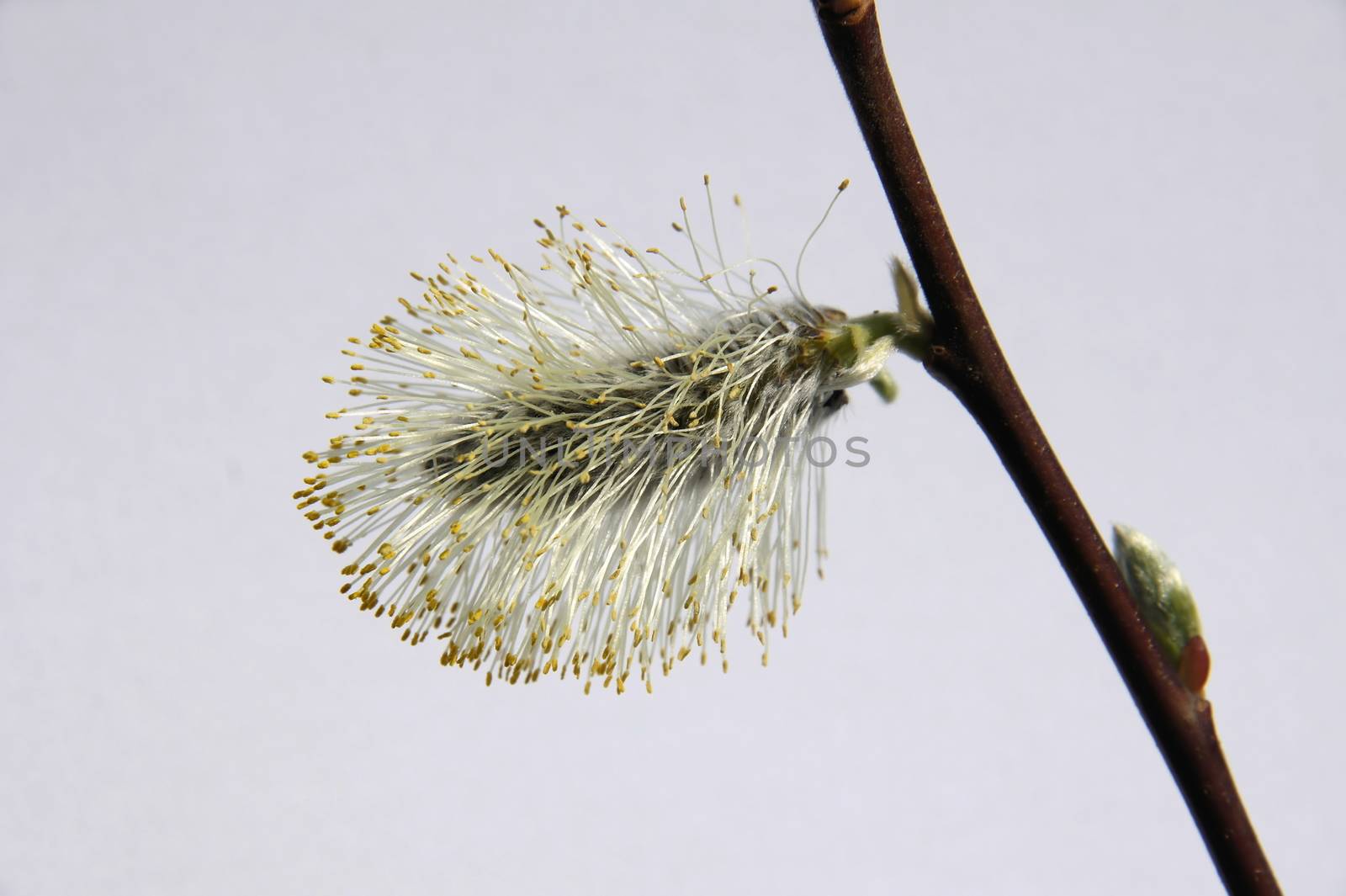 Pussy Willow macro against a white background
