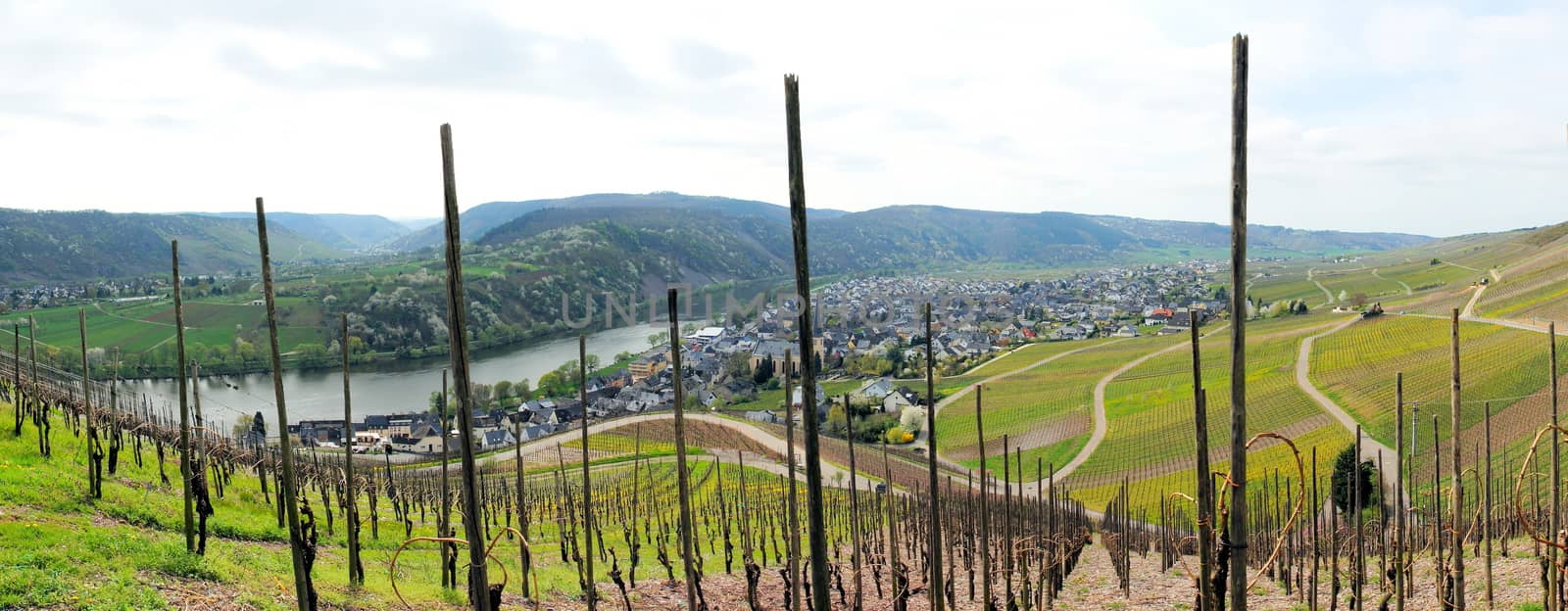 Wine village Kröv with vineyards in springtime