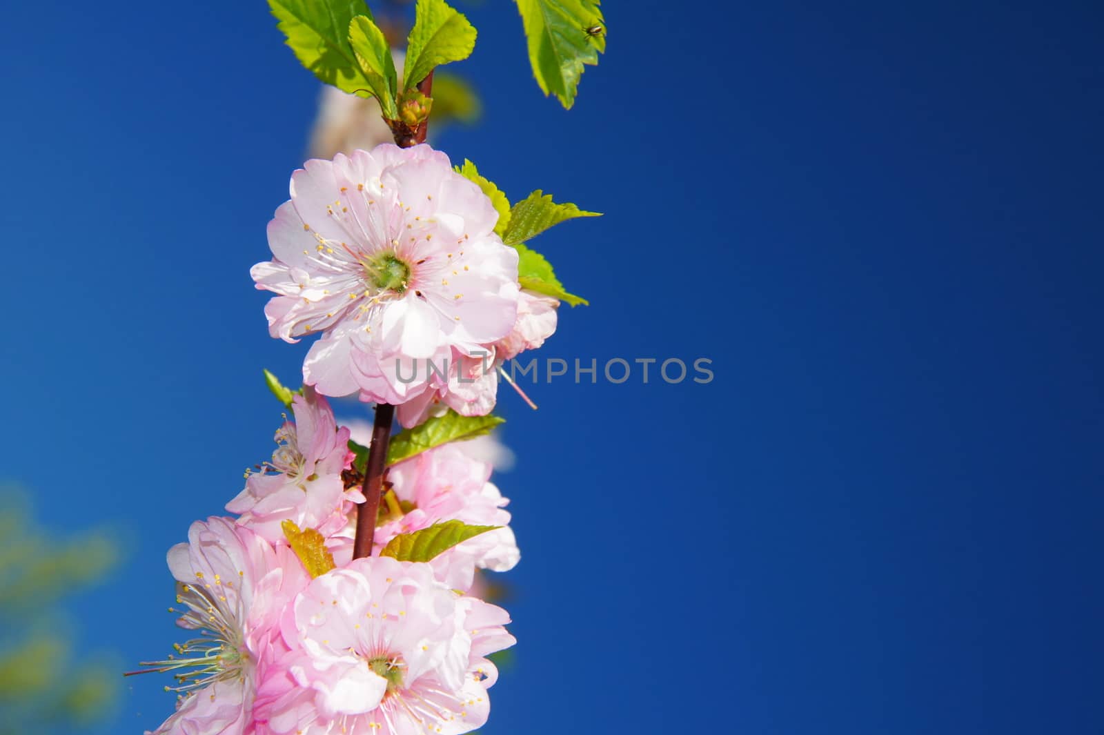 Ornamental almond blossoming branch macro