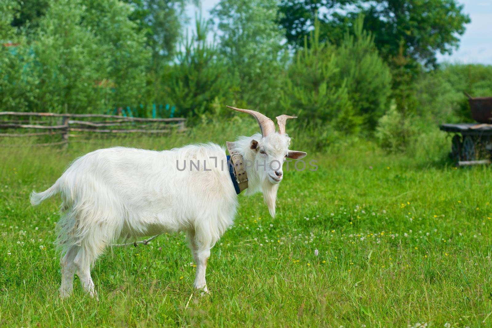 The picture of a goat on a meadow by dyvan