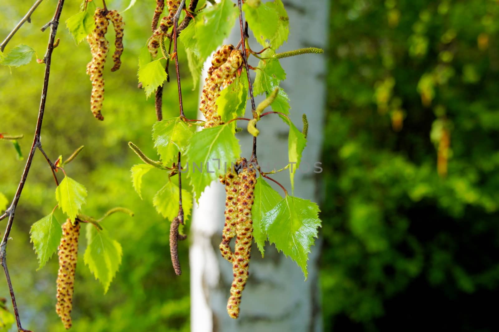 blossoming Birch branch macro