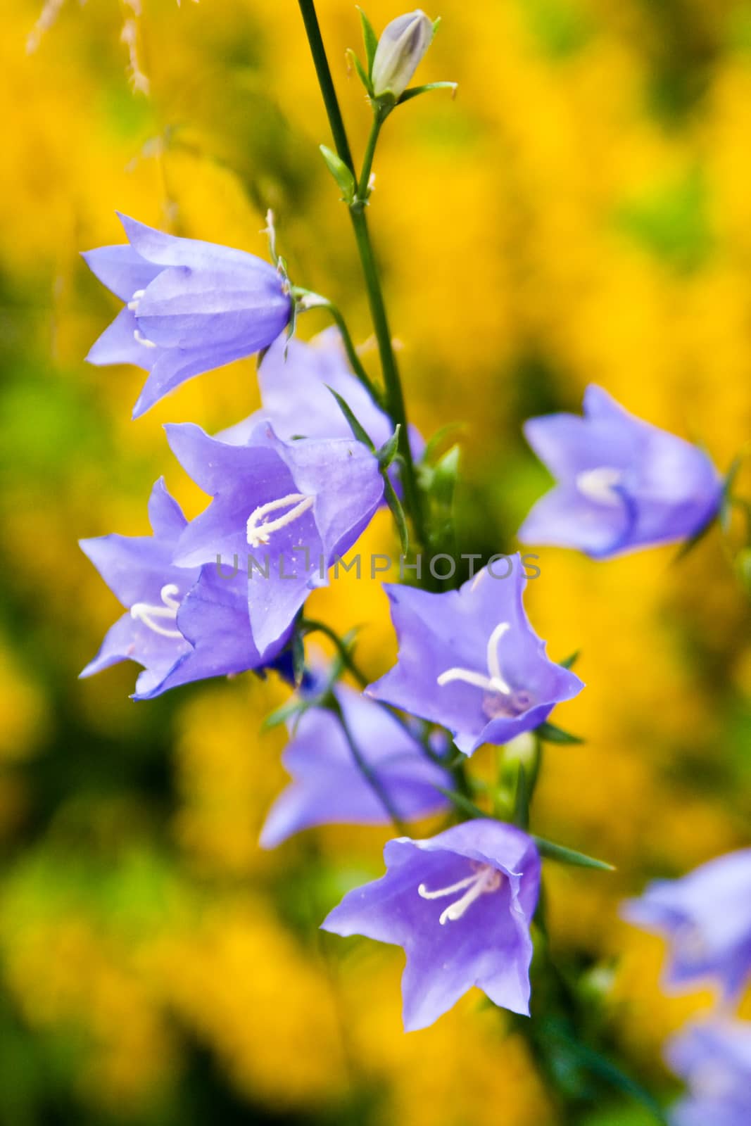 Bluebells in the garden outside the city on a background of yellow loosestrife