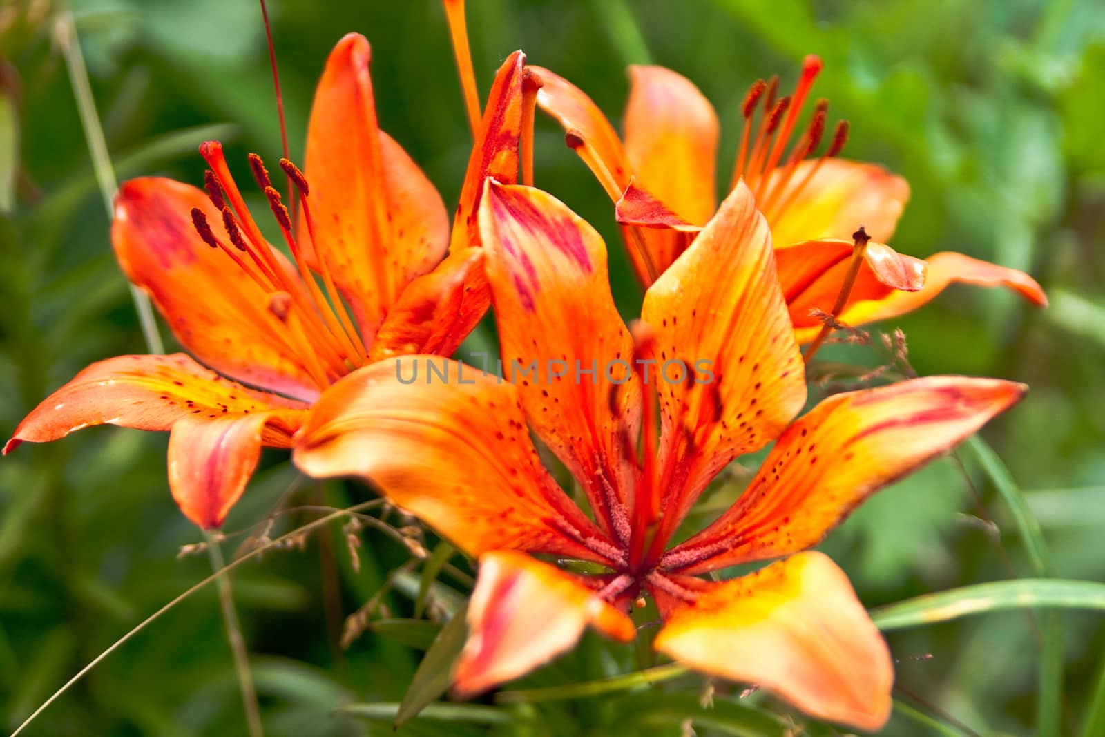 Lilies bloom in the garden on a green background of the rest of the vegetation