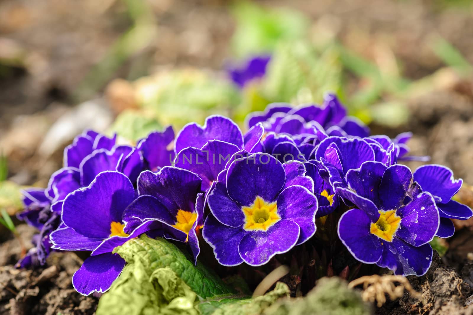 blue primula flowers macro closeup, selective focus