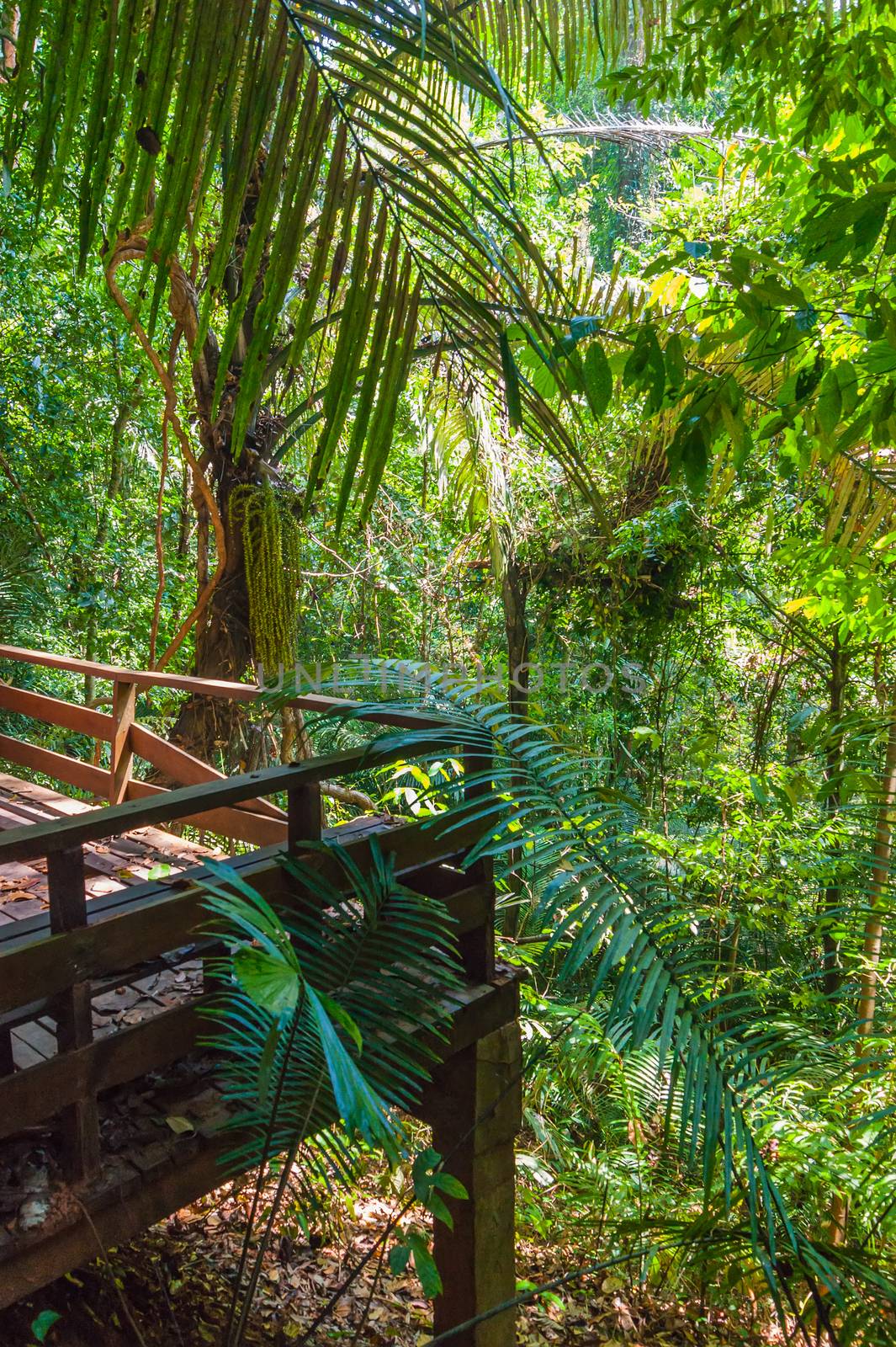 tropical jungles of South East Asia. Thailand