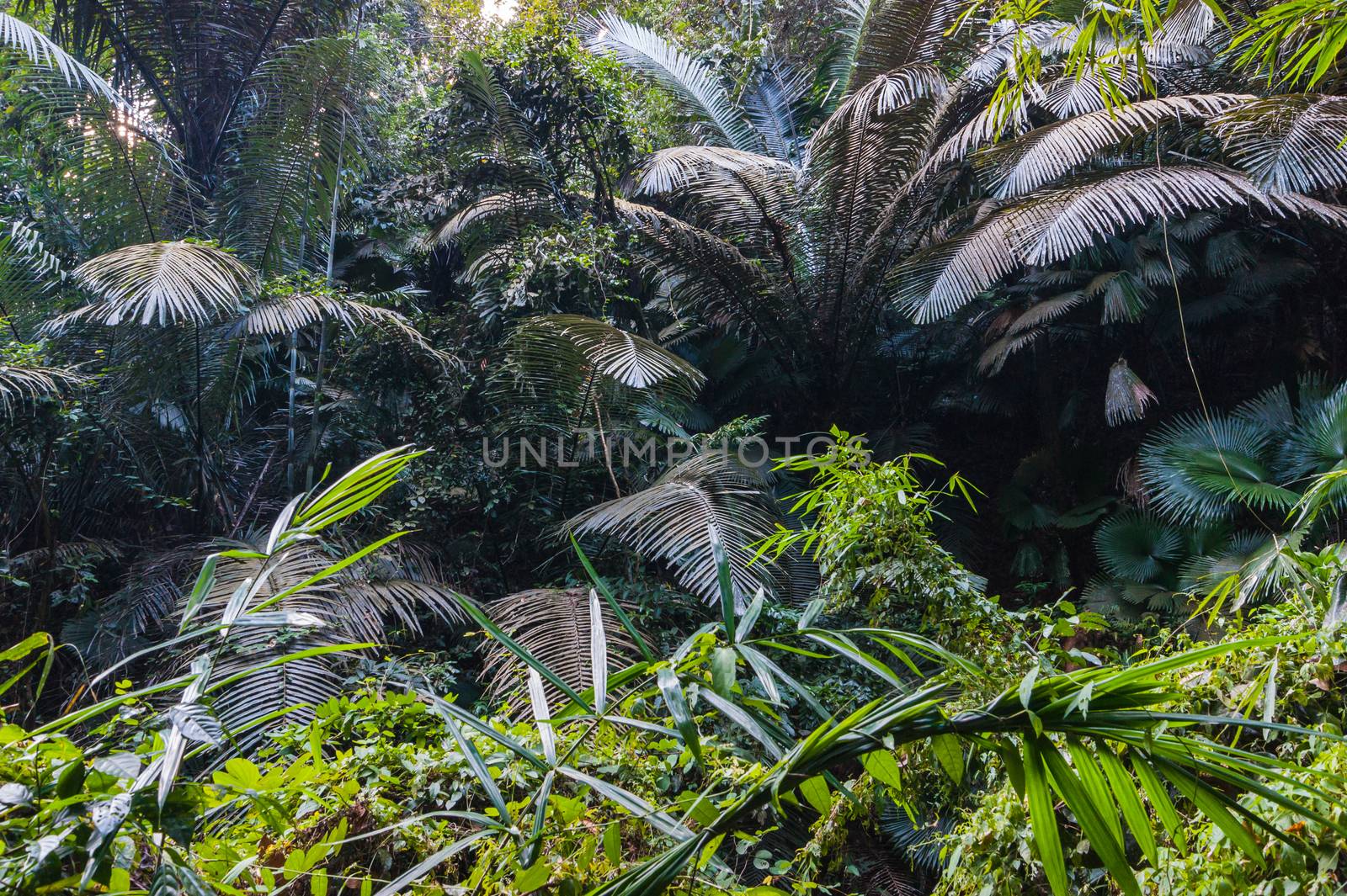 tropical jungles of South East Asia by oleg_zhukov