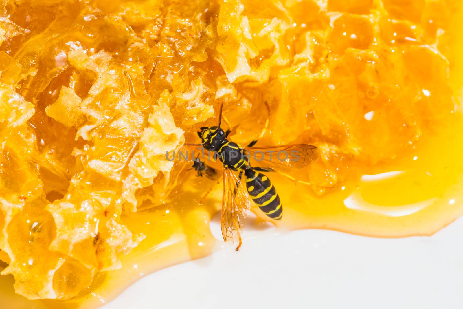 close-up pieces of honeycomb with honey by oleg_zhukov