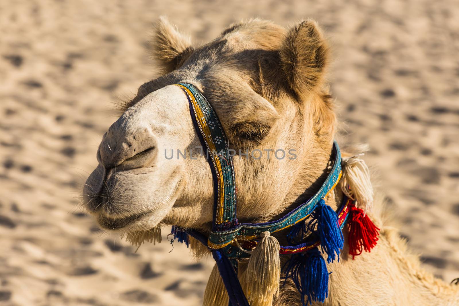 The muzzle of the camel close-up on sand background