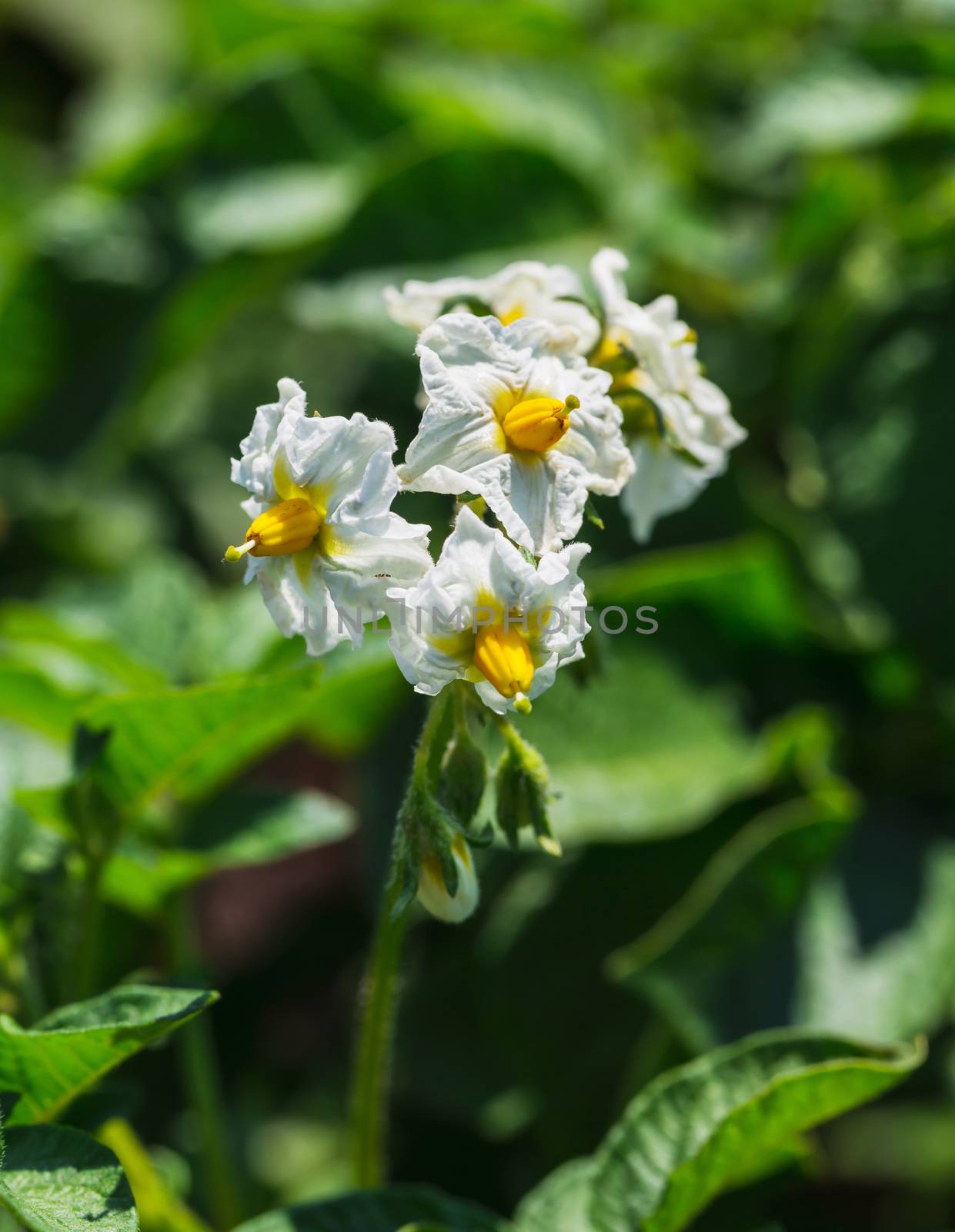 Potato bush blooming with white flower by oleg_zhukov