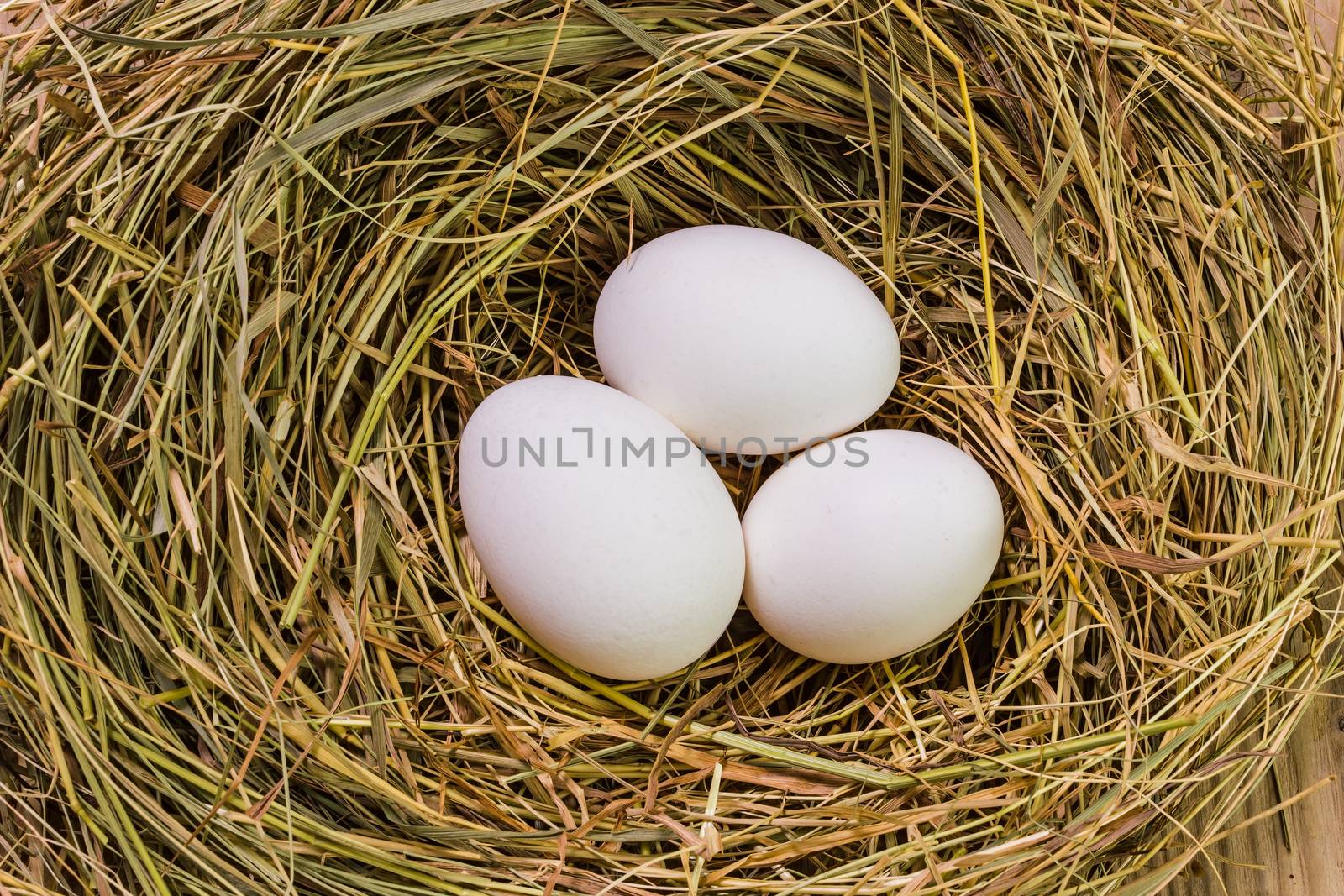 Nest with Easter eggs on the background boards