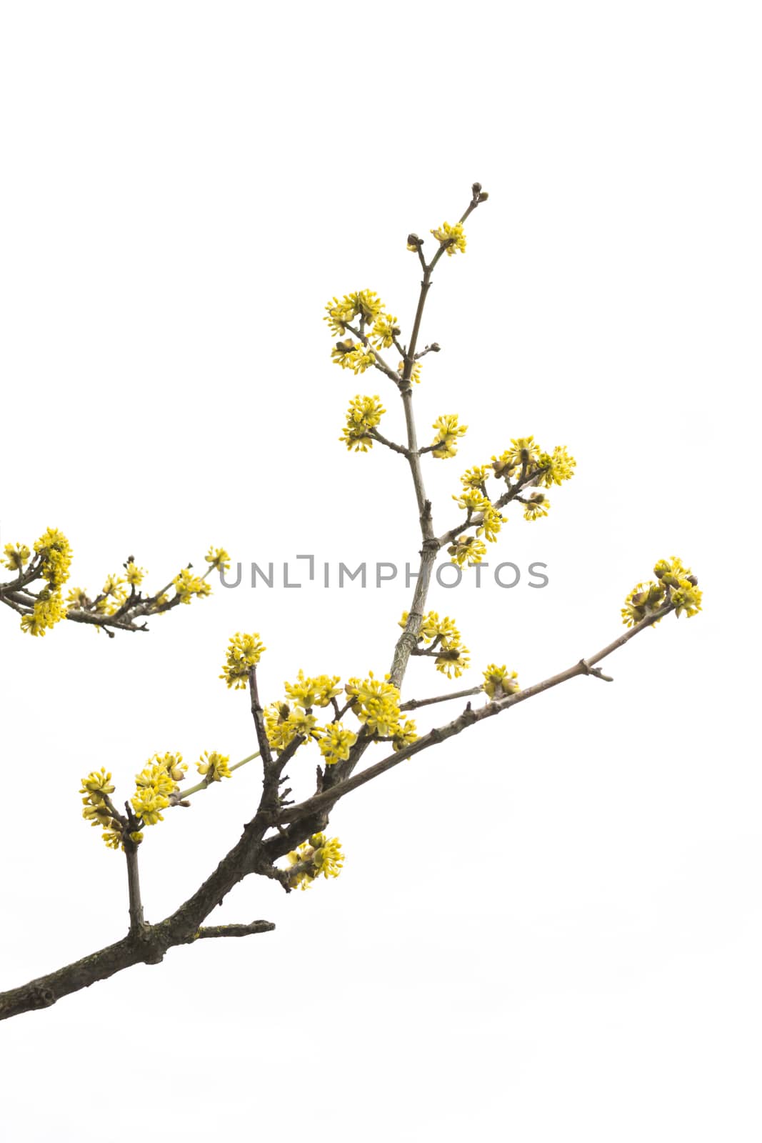 Spring tree detail by ArtesiaWells