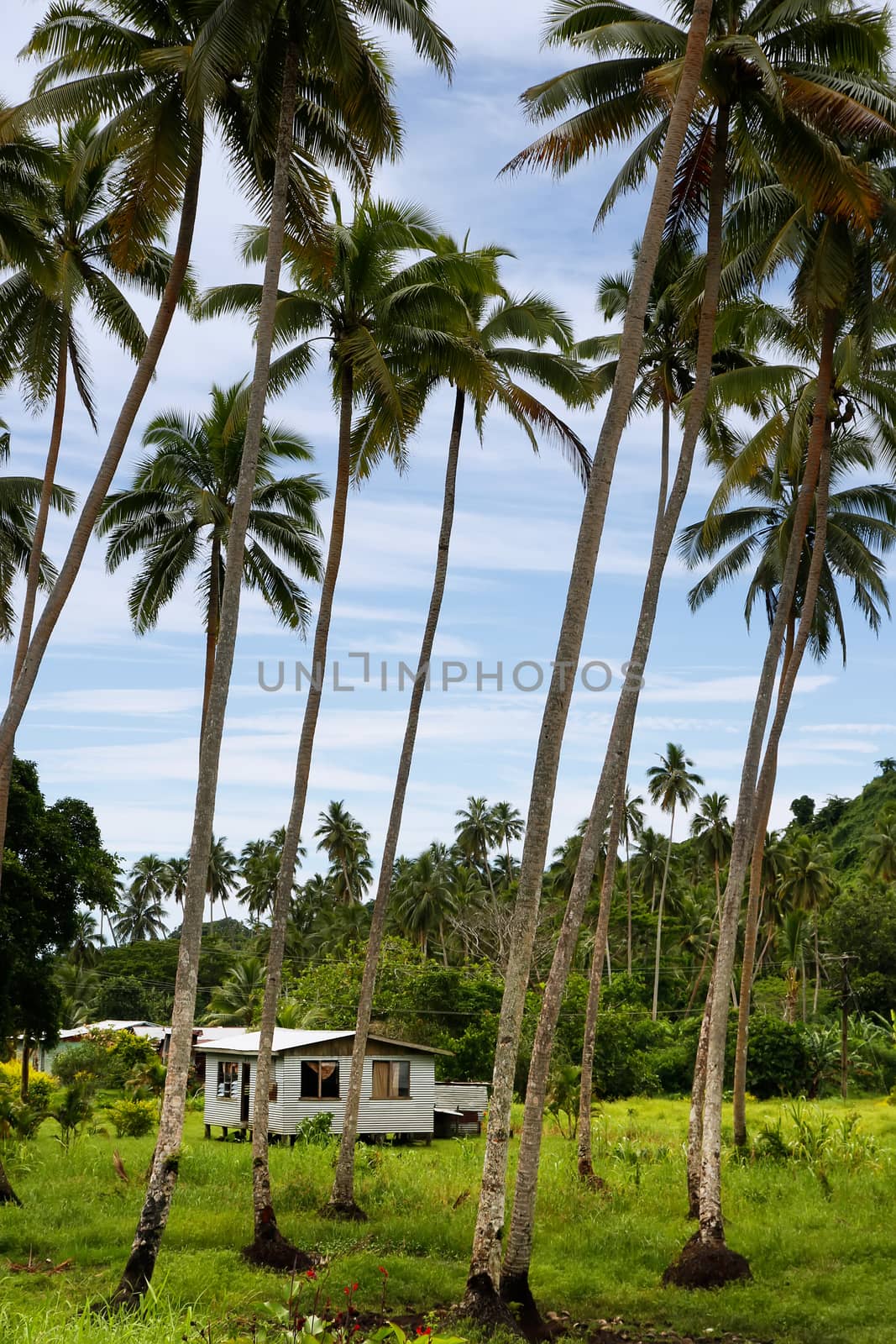 Local house in palm grove, Vanua Levu island, Fiji, South Pacific