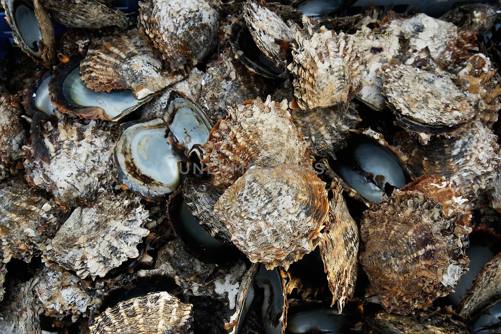 Pile of oyster shells at pearl farm, Vanua Levu island, Fiji by donya_nedomam