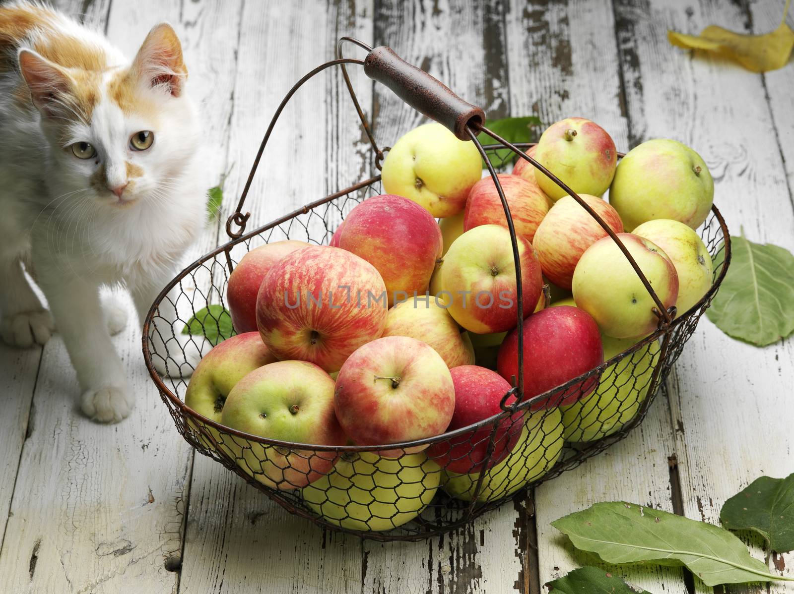 apple basket and cat by agg