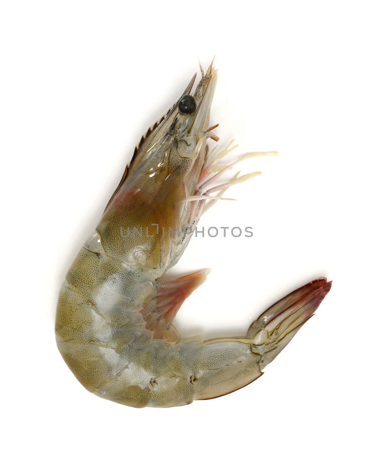 Raw Prawn Isolated on a White