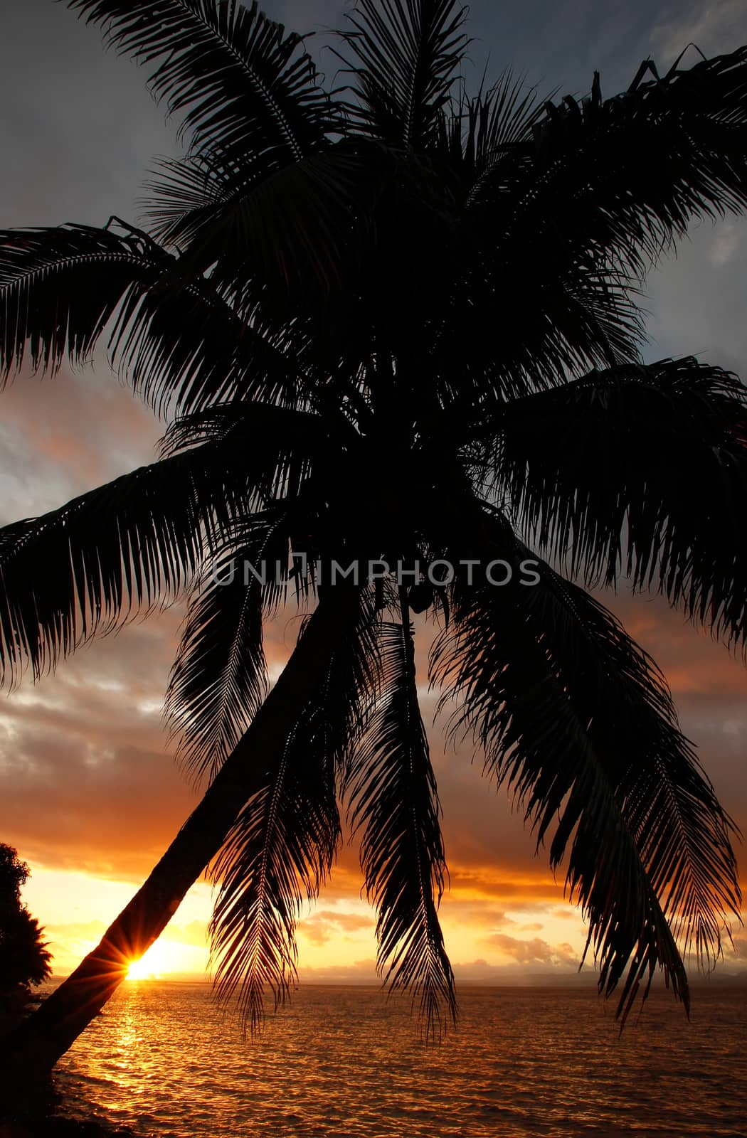 Silhouetted palm tree on a beach, Vanua Levu island, Fiji, South Pacific