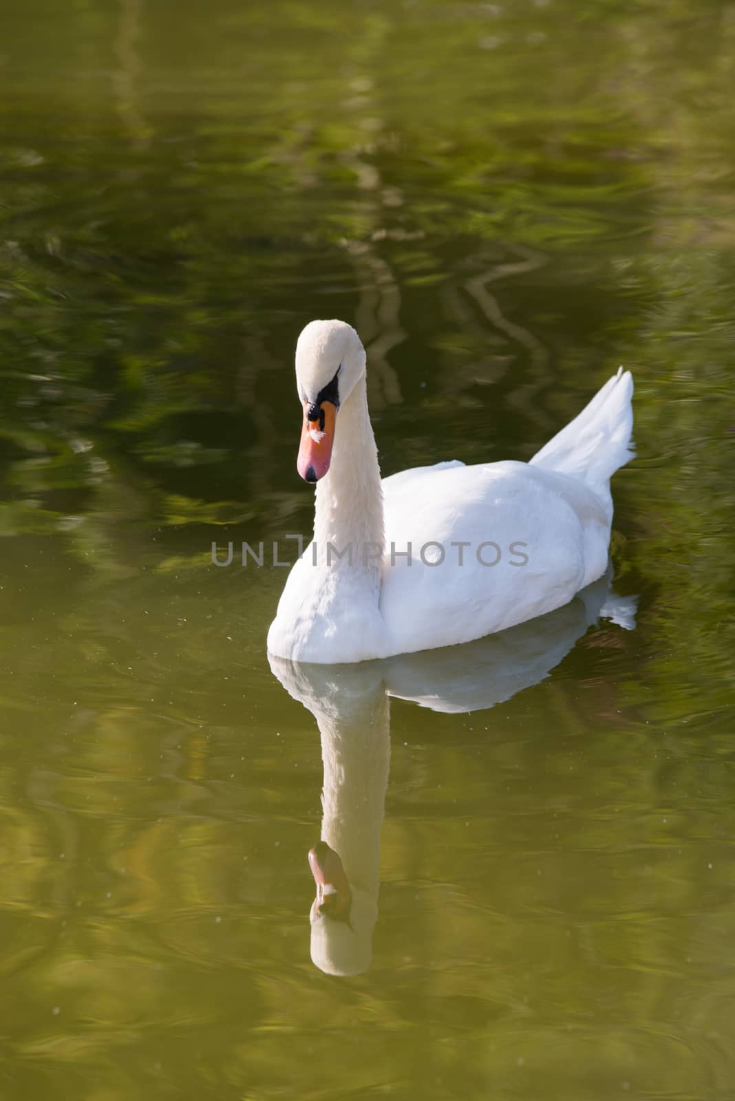 White swan on the pond. by jakgree