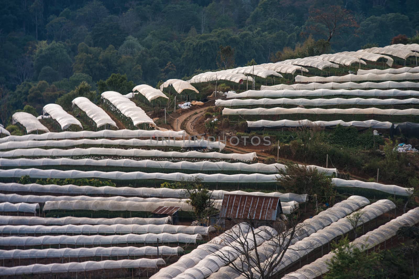 Greenhouse Plant  Doi Inthanon, Chiang Mai, Thailand by jakgree