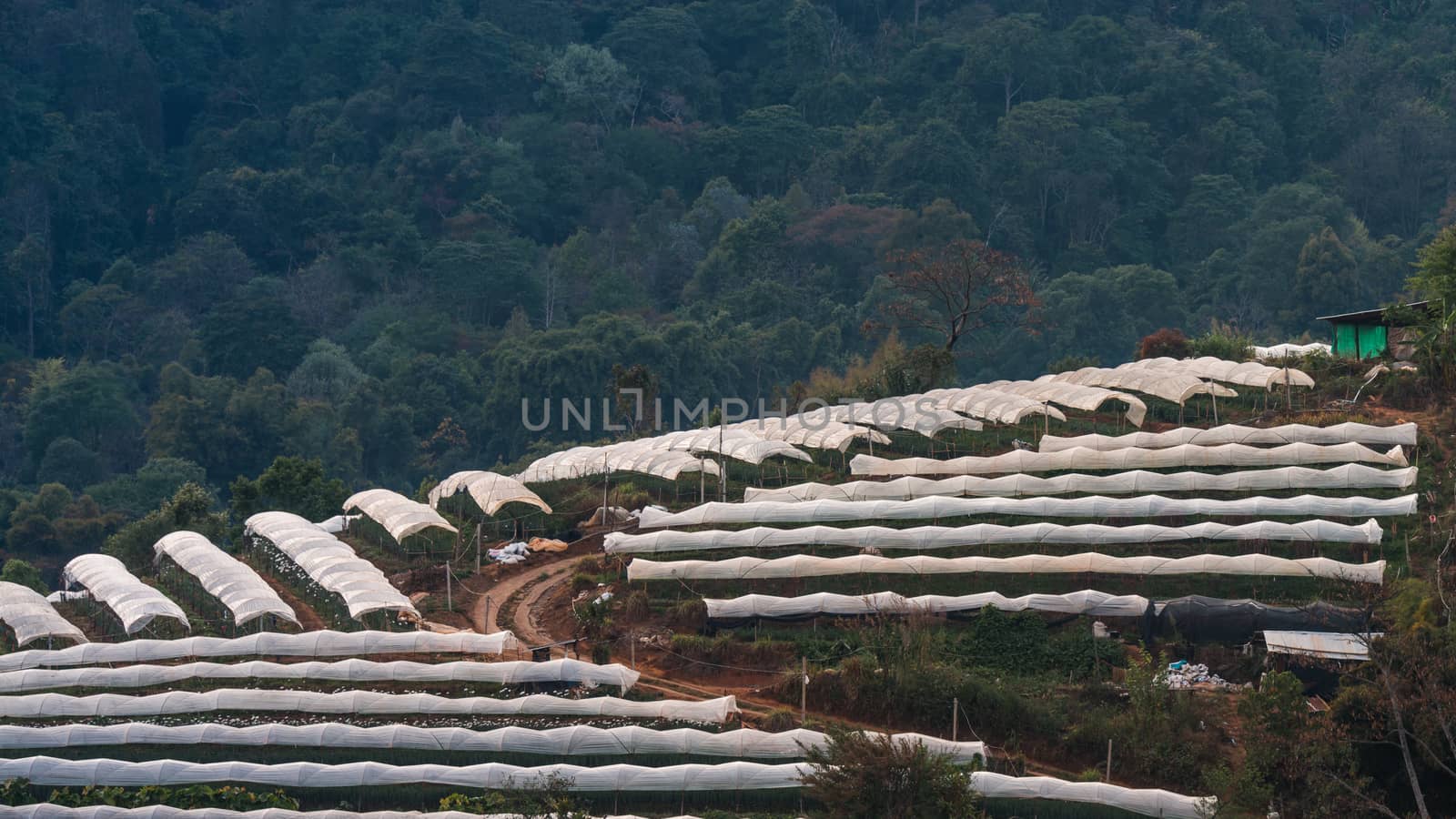 Greenhouse Plant  Doi Inthanon, Chiang Mai, Thailand by jakgree