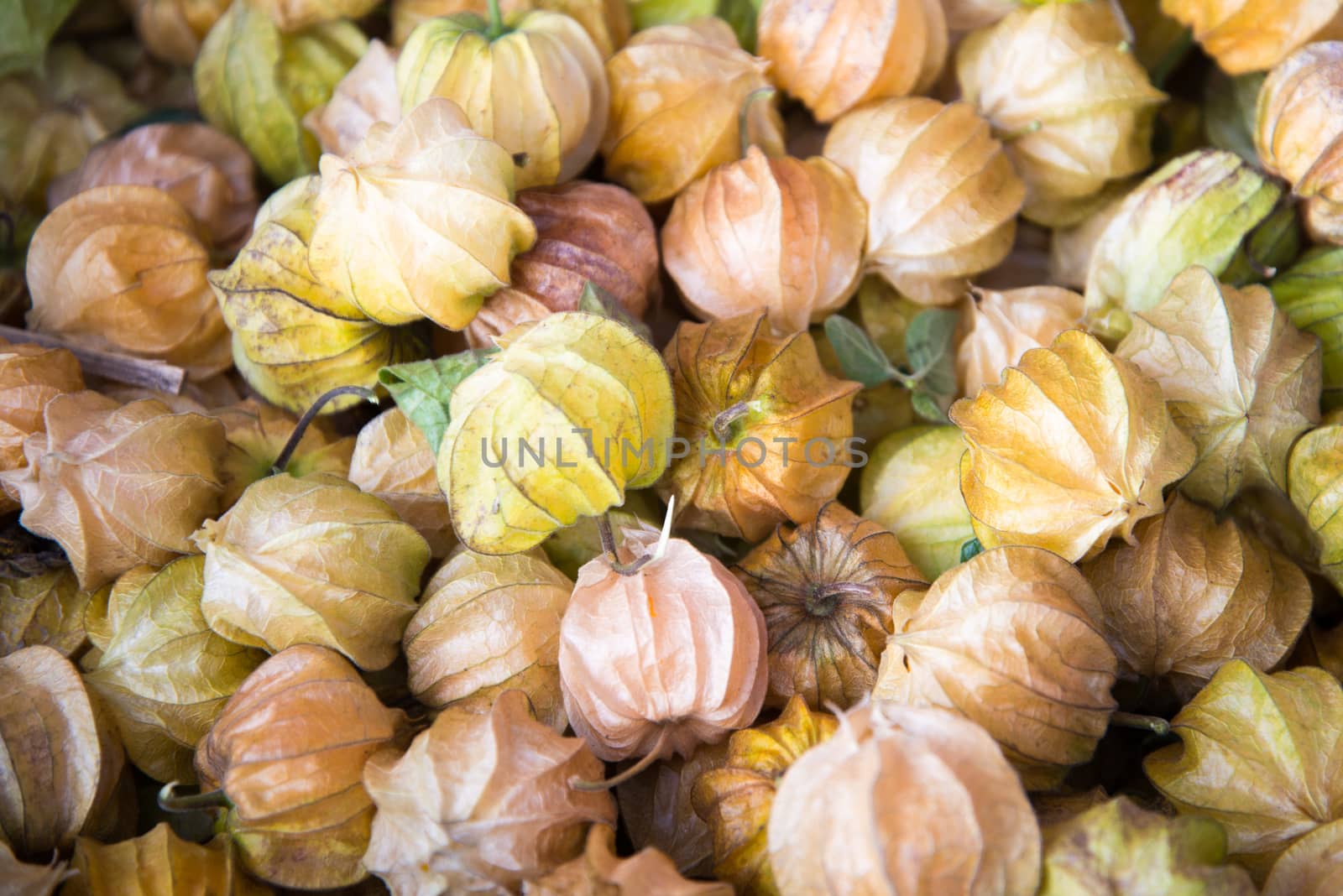 Cape Gooseberries or Ground Cherry (physalis peruviana) by jakgree