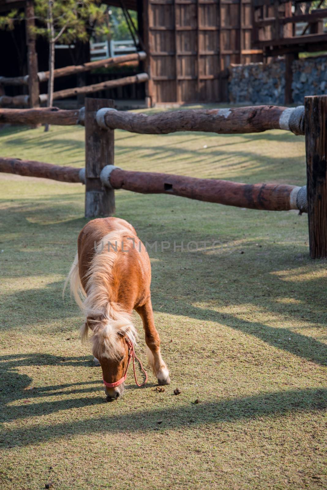 Dwarf Horse eating grass by jakgree