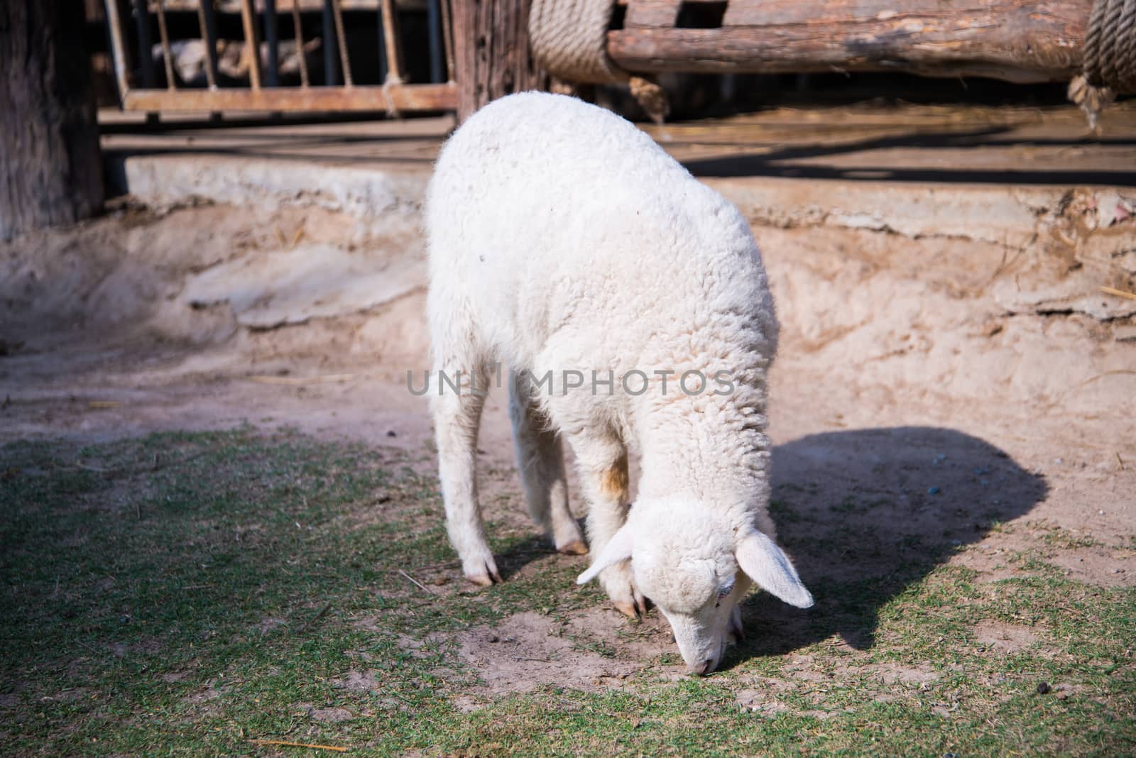 Grazing sheep