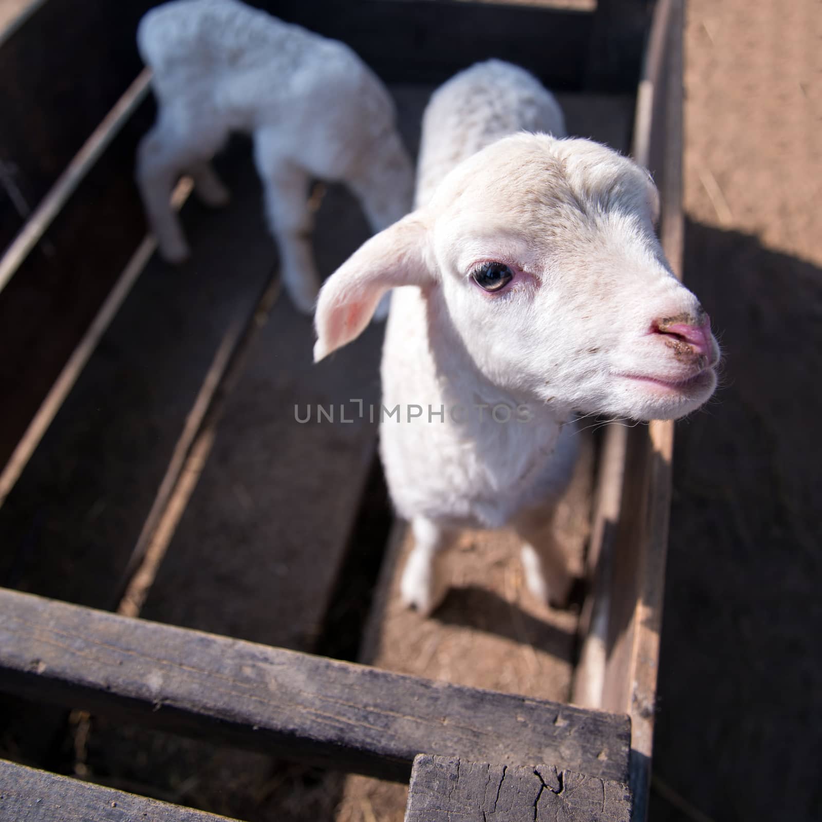 baby sheep by jakgree