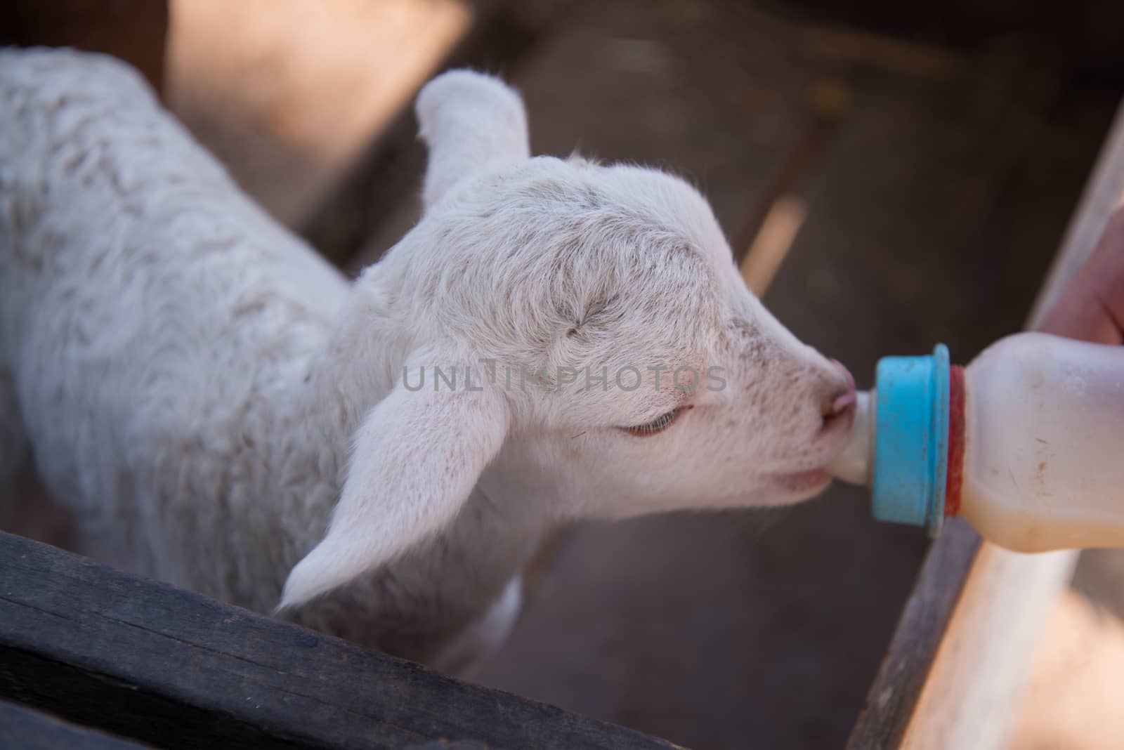 Feed baby sheep with milk fed from bottle.