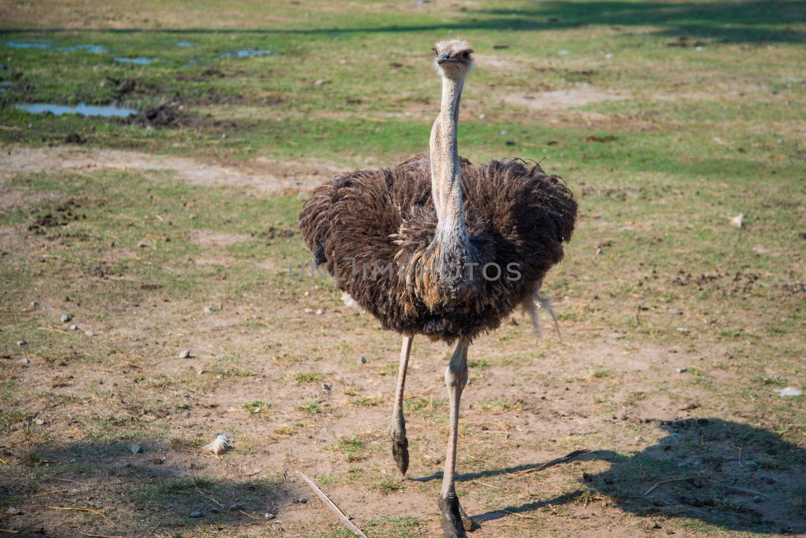 Ostrich run over the savanna by jakgree