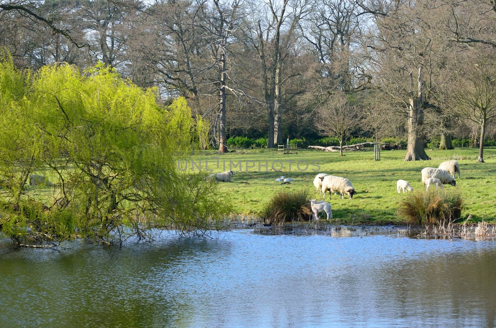 Lambs in English Countryside with lake