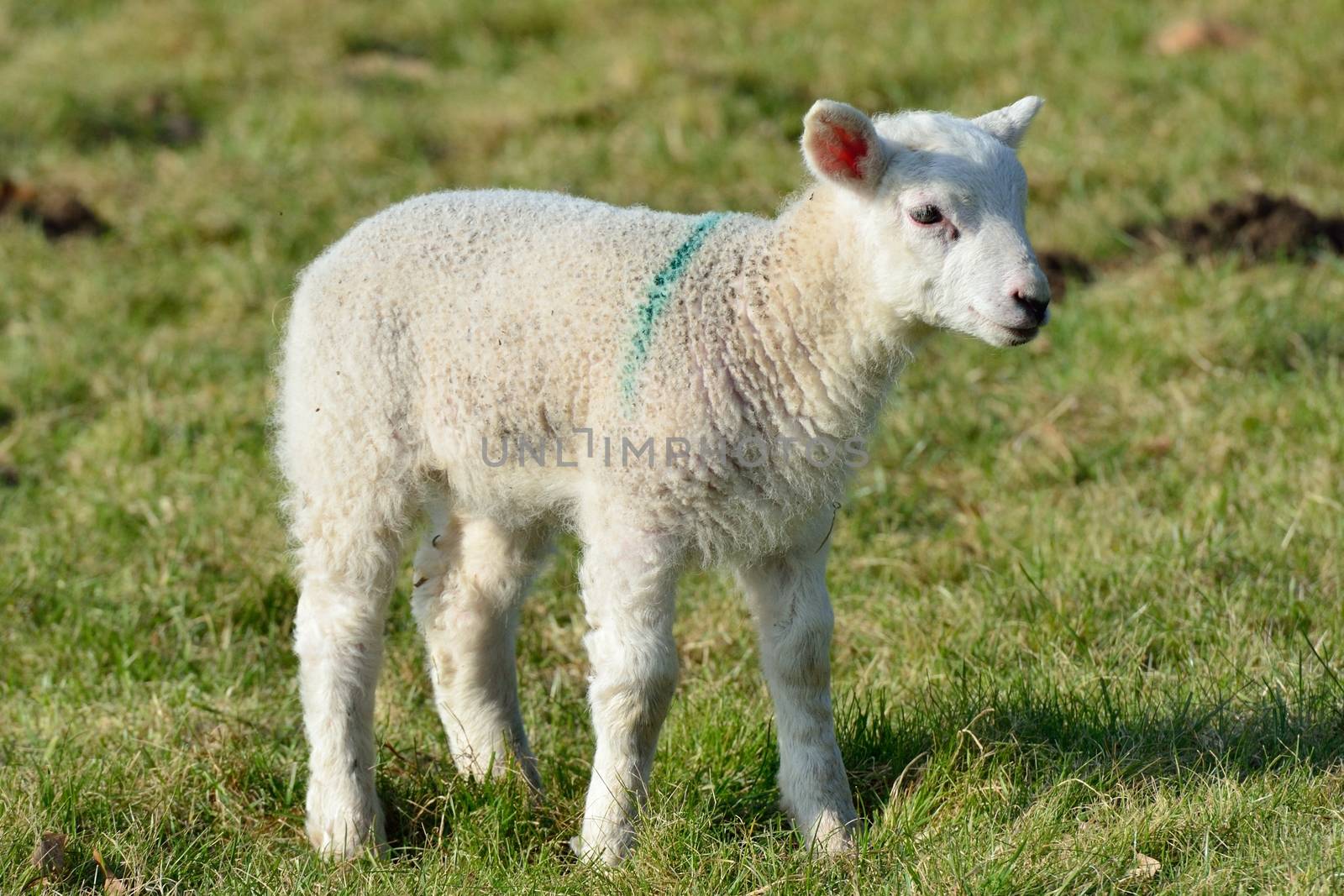 Single lamb in Field