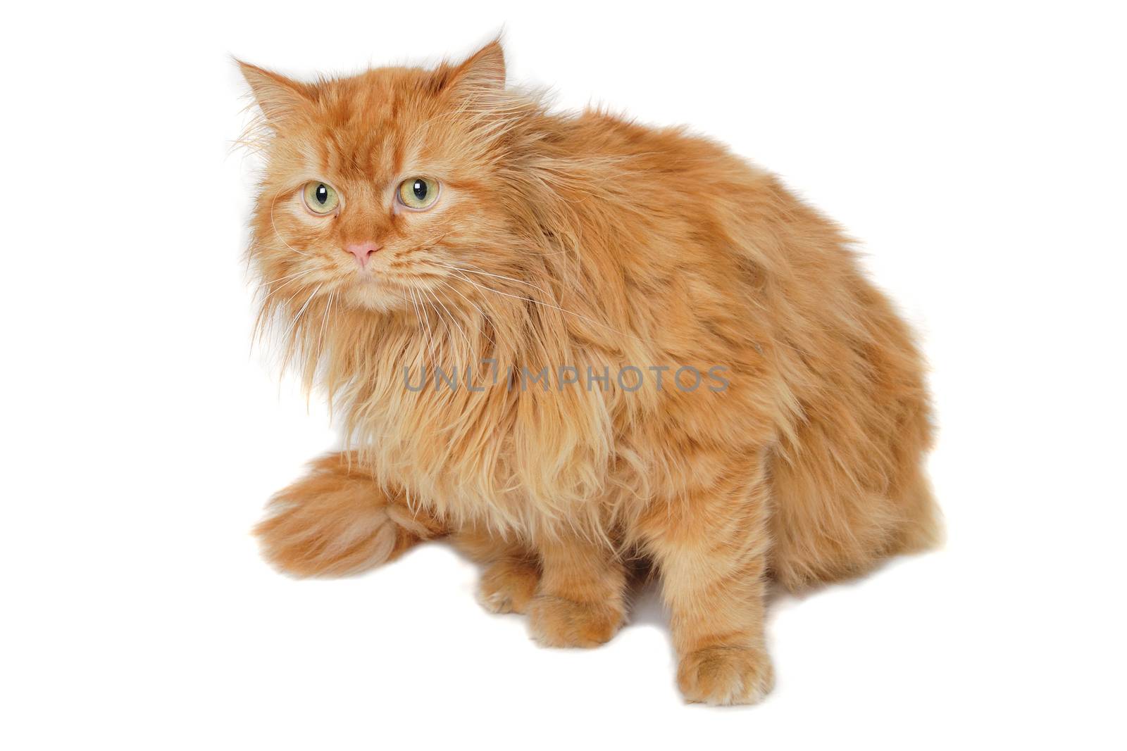 Red cat isolated on white background. by cfoto