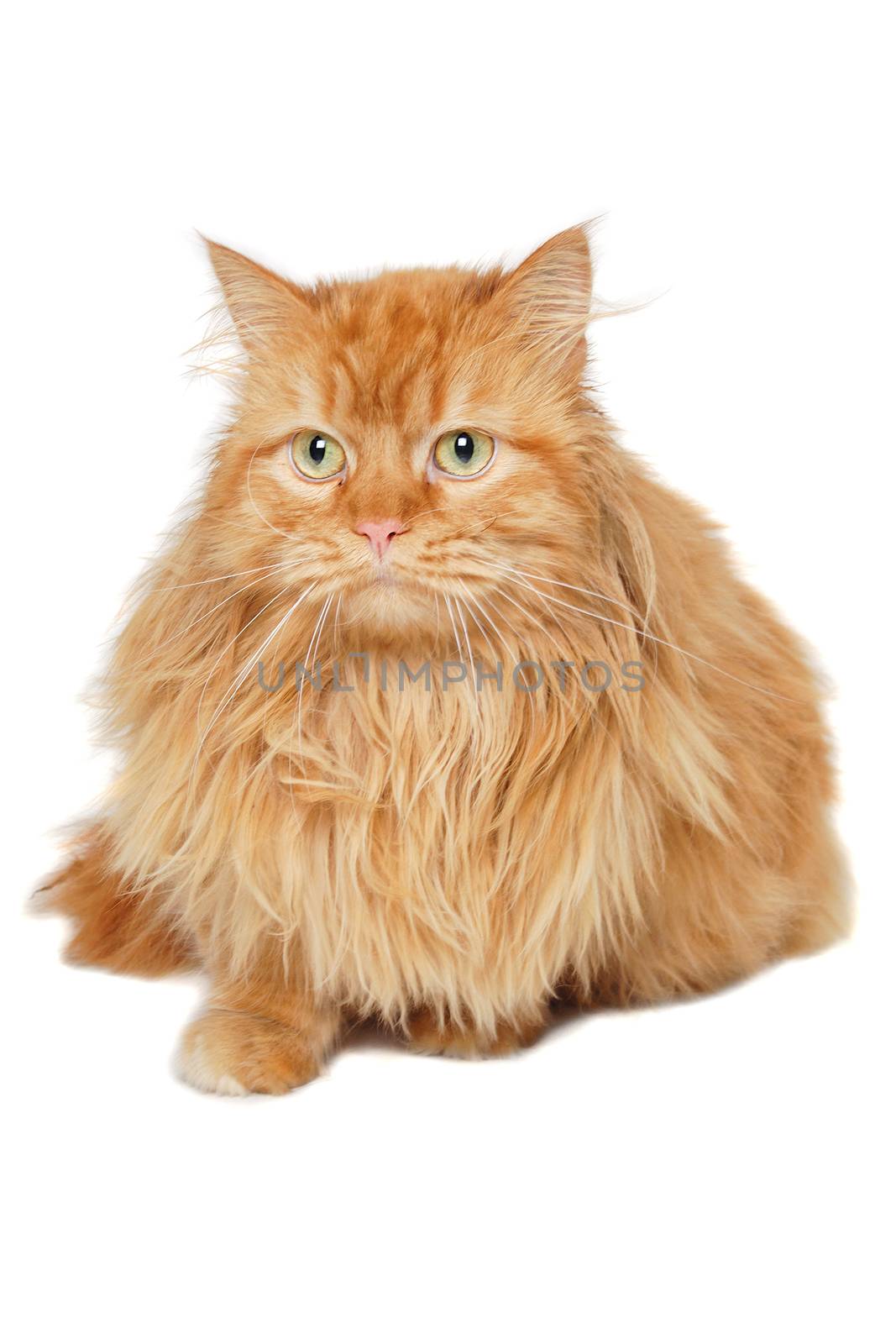 Red cat isolated on white background. by cfoto
